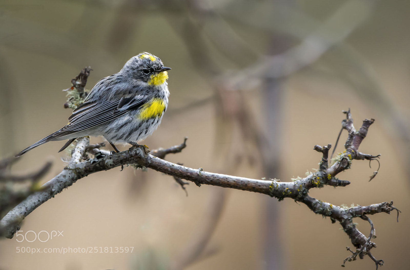 Nikon D850 sample photo. Yellow- rumped warbler photography