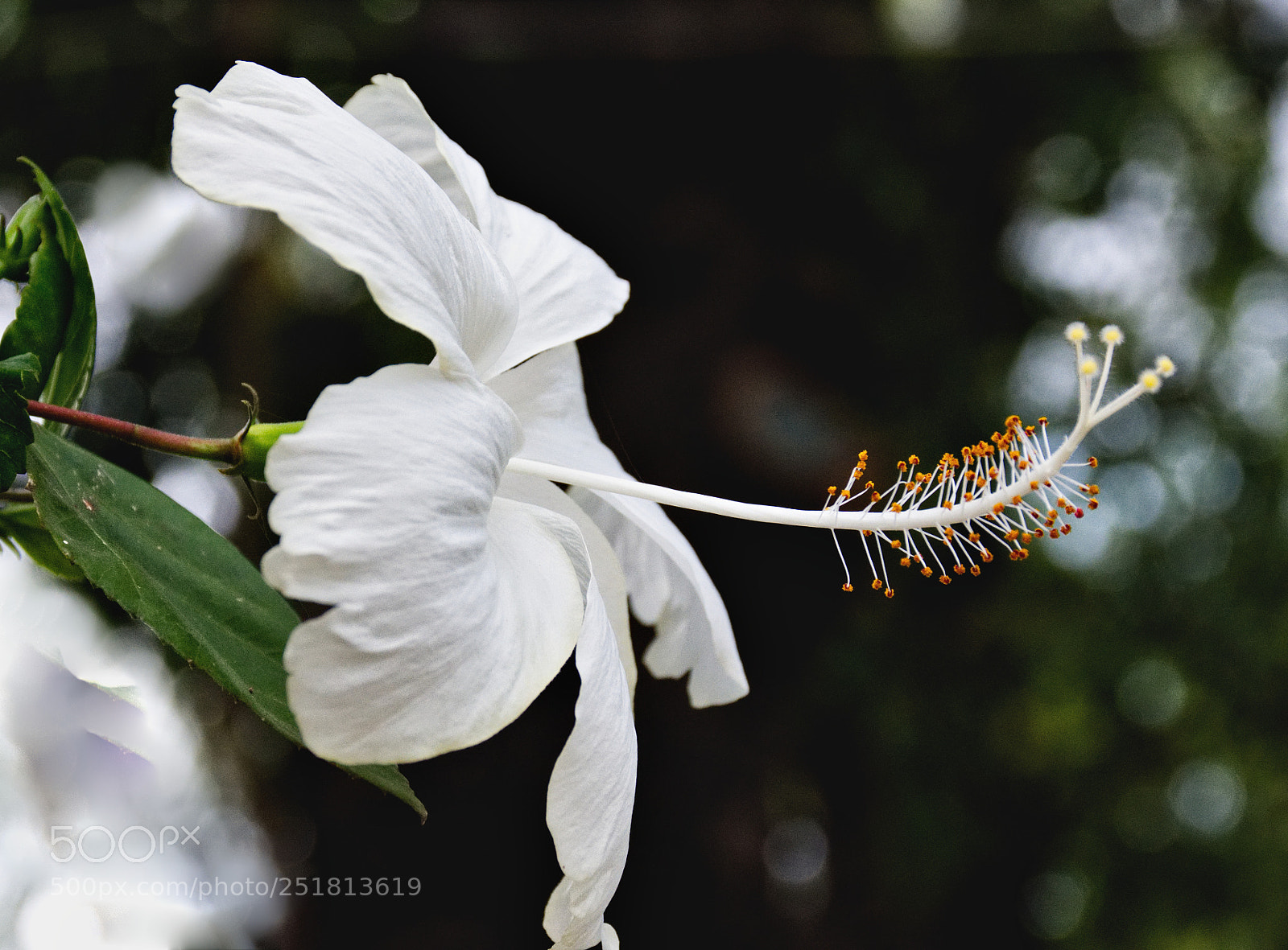 Nikon D7200 sample photo. Siem reap hibiscus photography