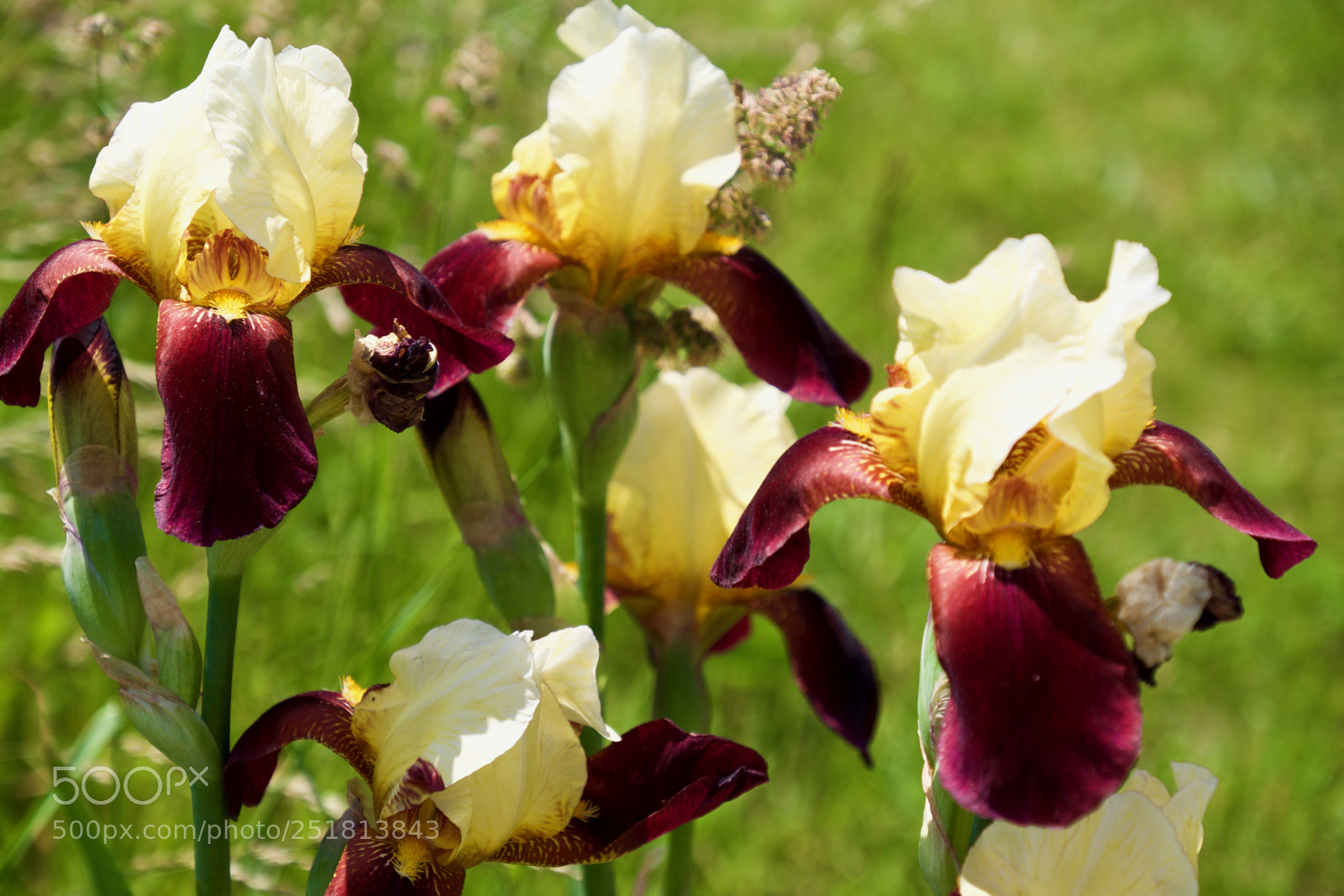 Fujifilm X-T1 sample photo. Orchids photography
