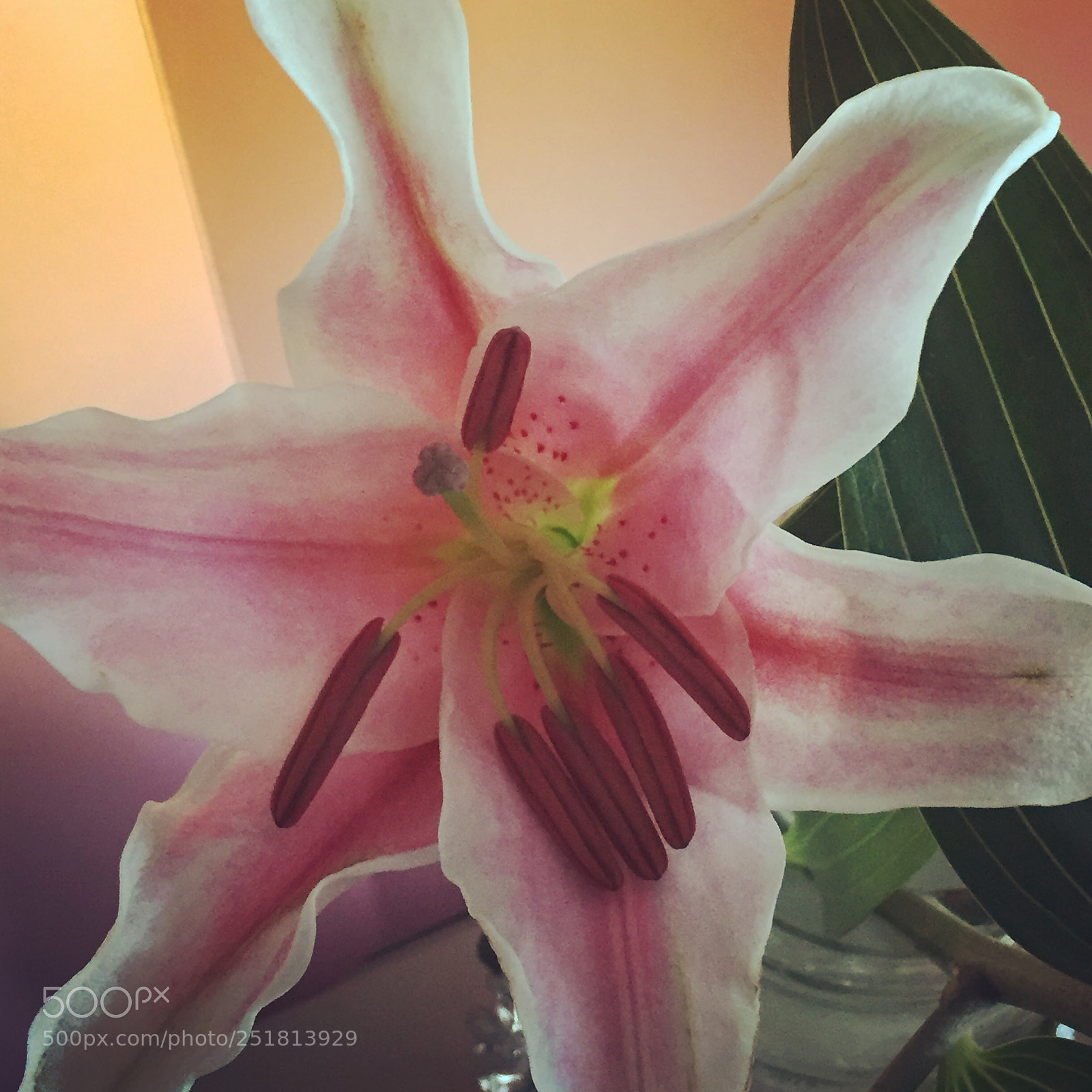 Apple iPhone 6 sample photo. Beautiful lily photography