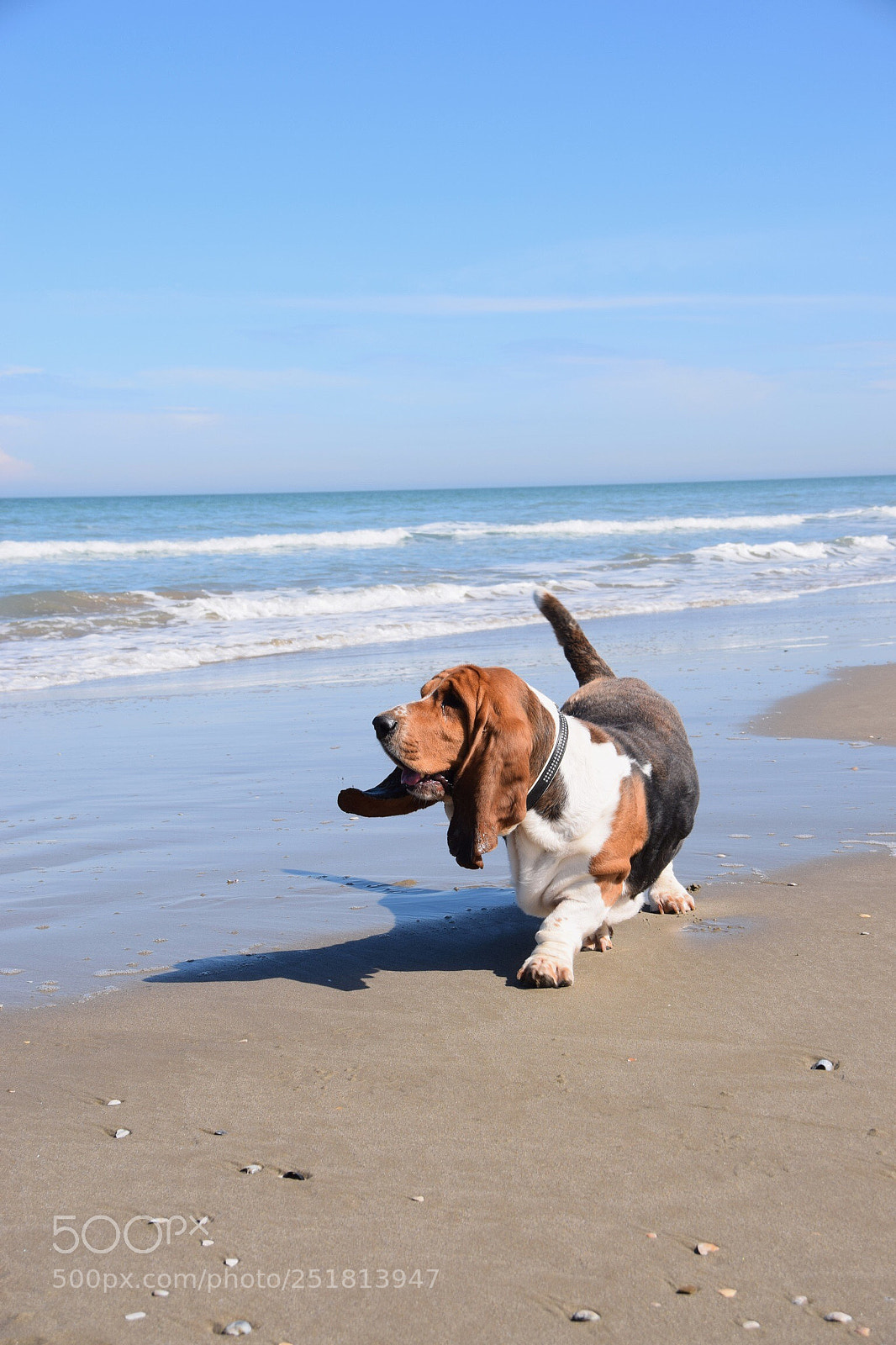 Nikon D5300 sample photo. My basset ? photography