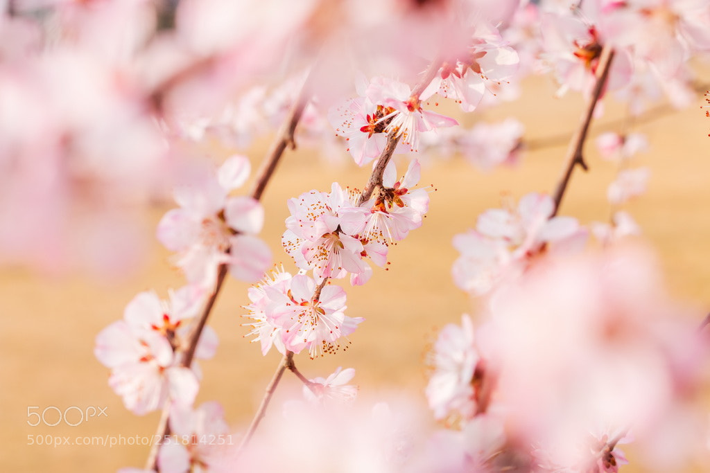 Canon EOS 70D sample photo. Blooming spring photography