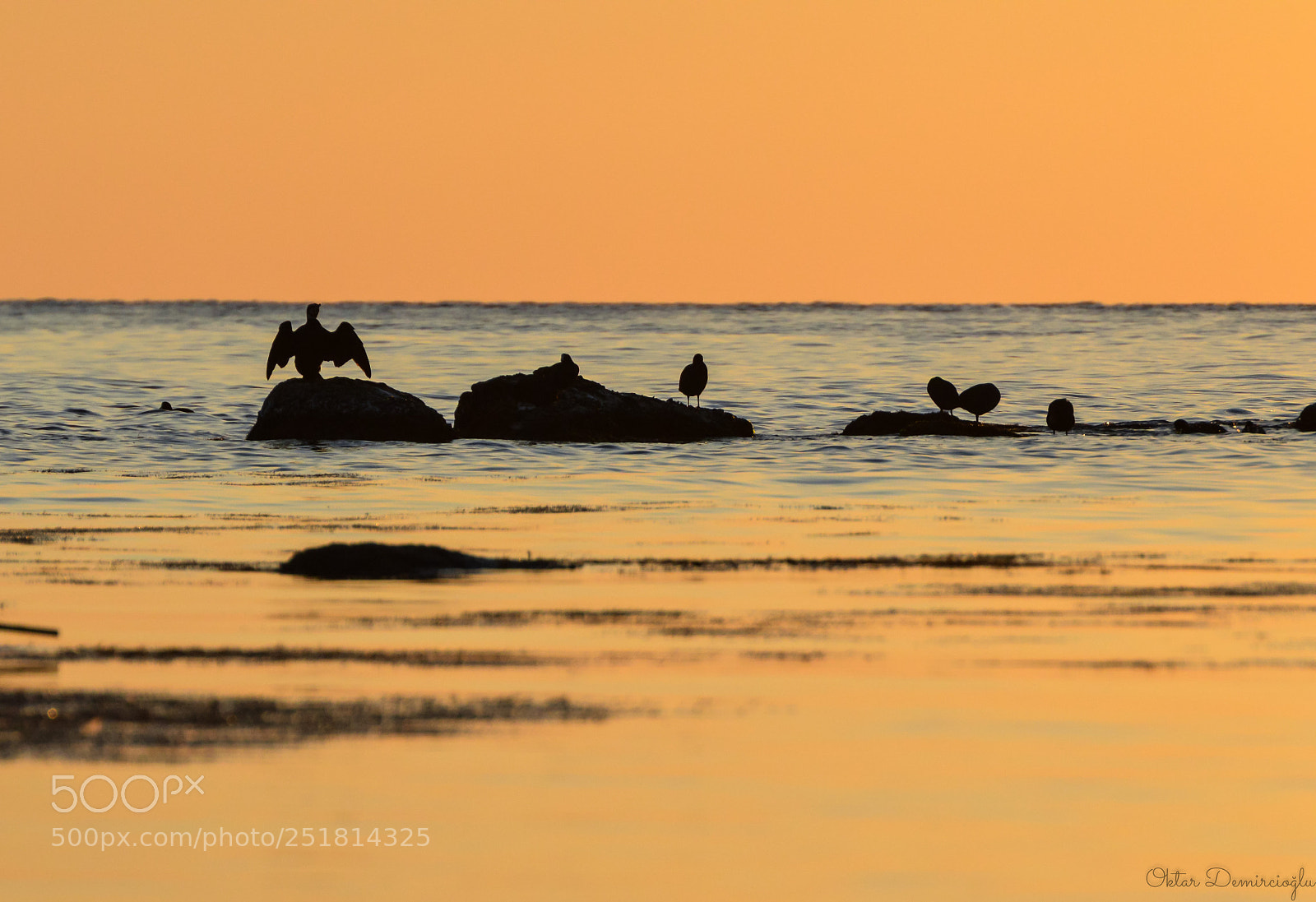 Nikon D3200 sample photo. Birds at sunset photography