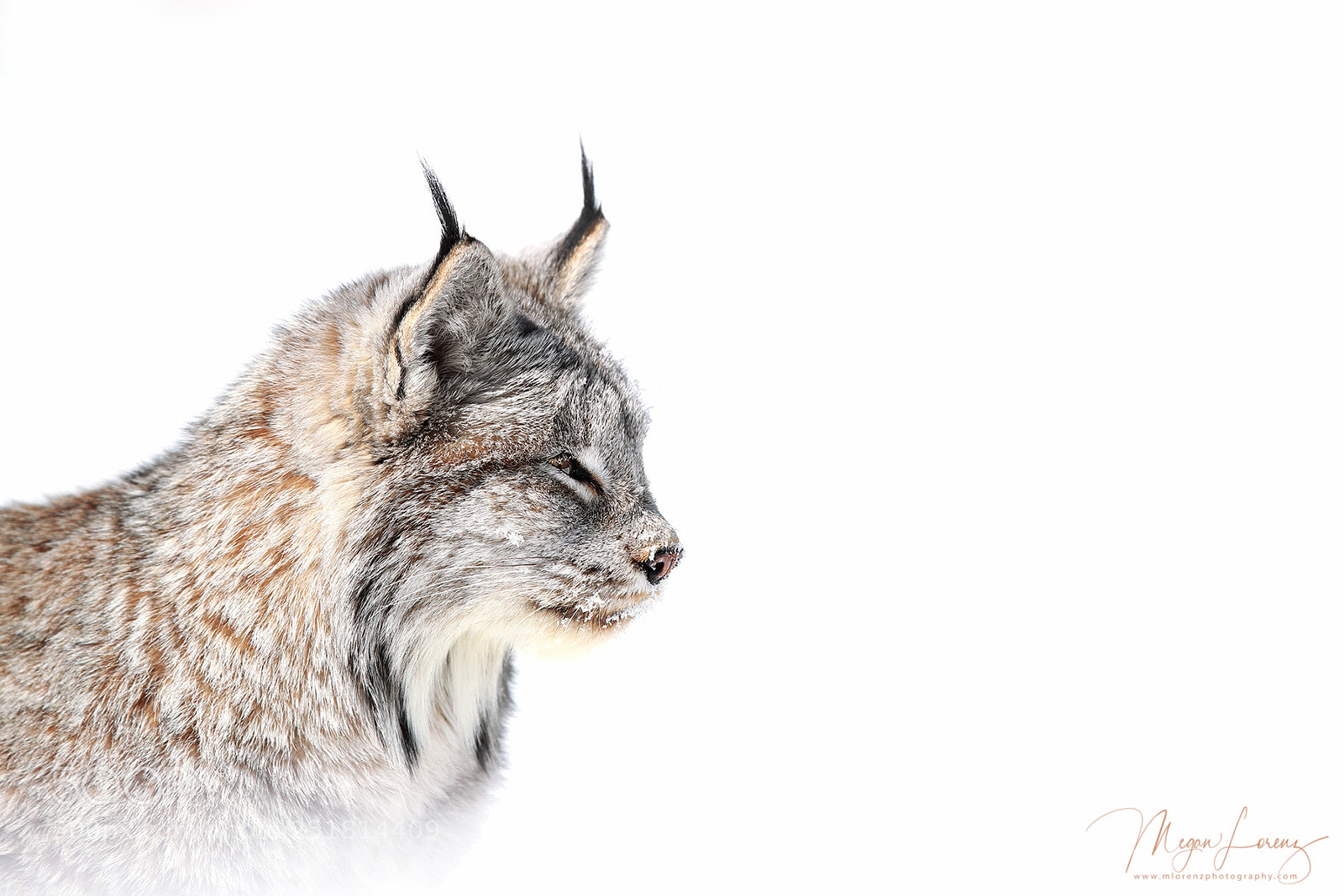 Canon EOS-1D X Mark II sample photo. Lynx profile photography