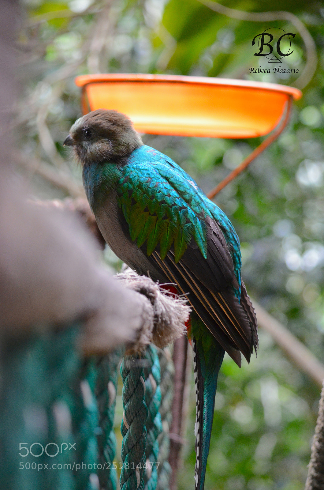 Nikon D5100 sample photo. Quetzal photography
