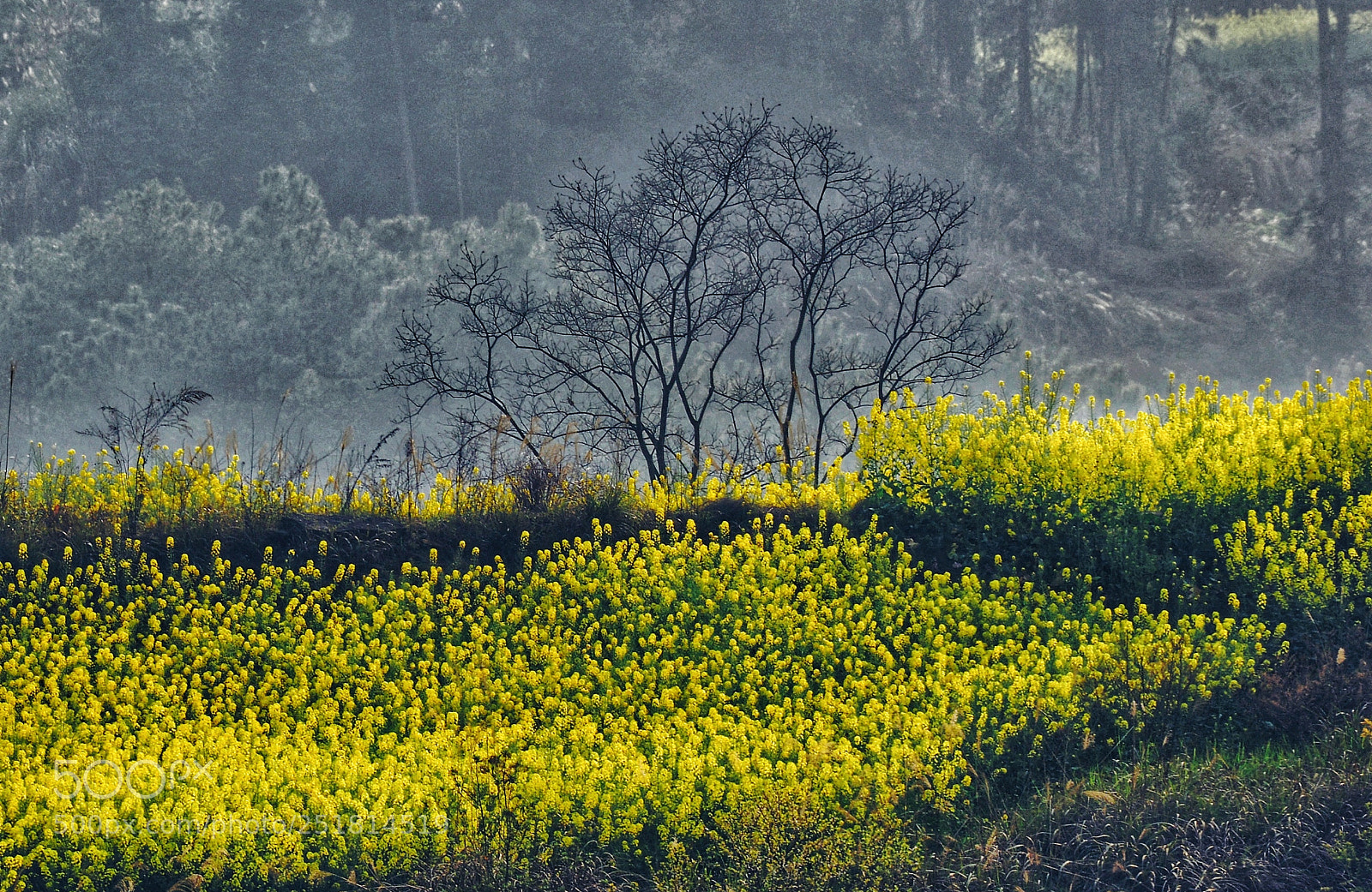 Nikon D800 sample photo. 川西.三月 photography