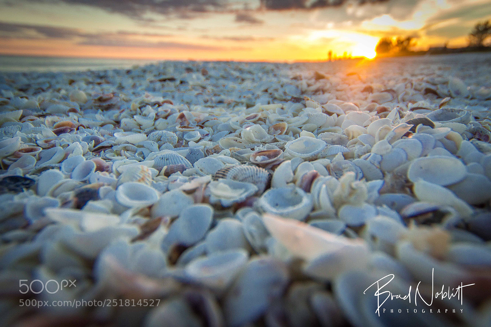 Canon EOS 700D (EOS Rebel T5i / EOS Kiss X7i) sample photo. Sanibel island shells photography