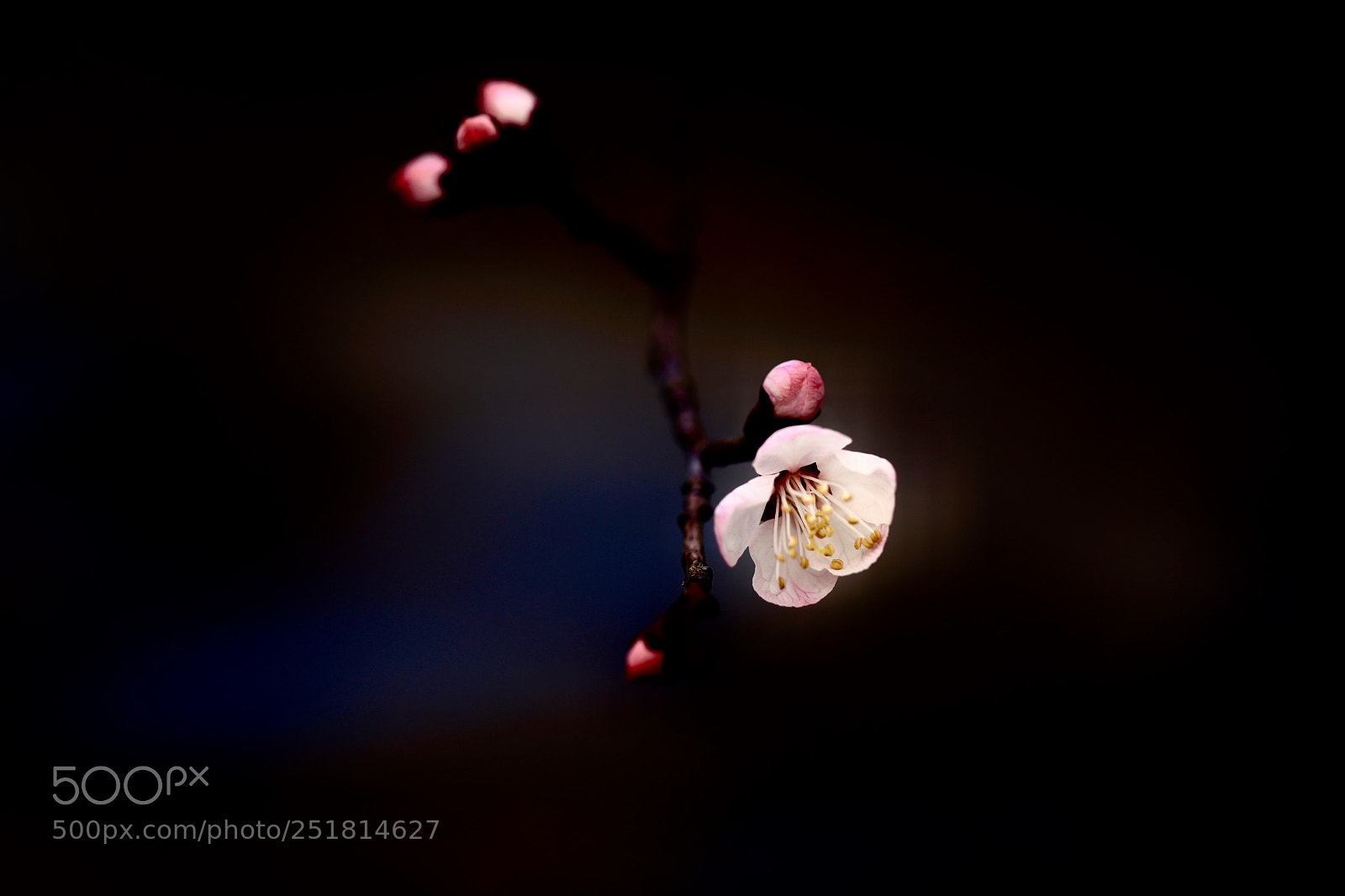 Canon EOS 5D Mark IV sample photo. Cherry blossom photography