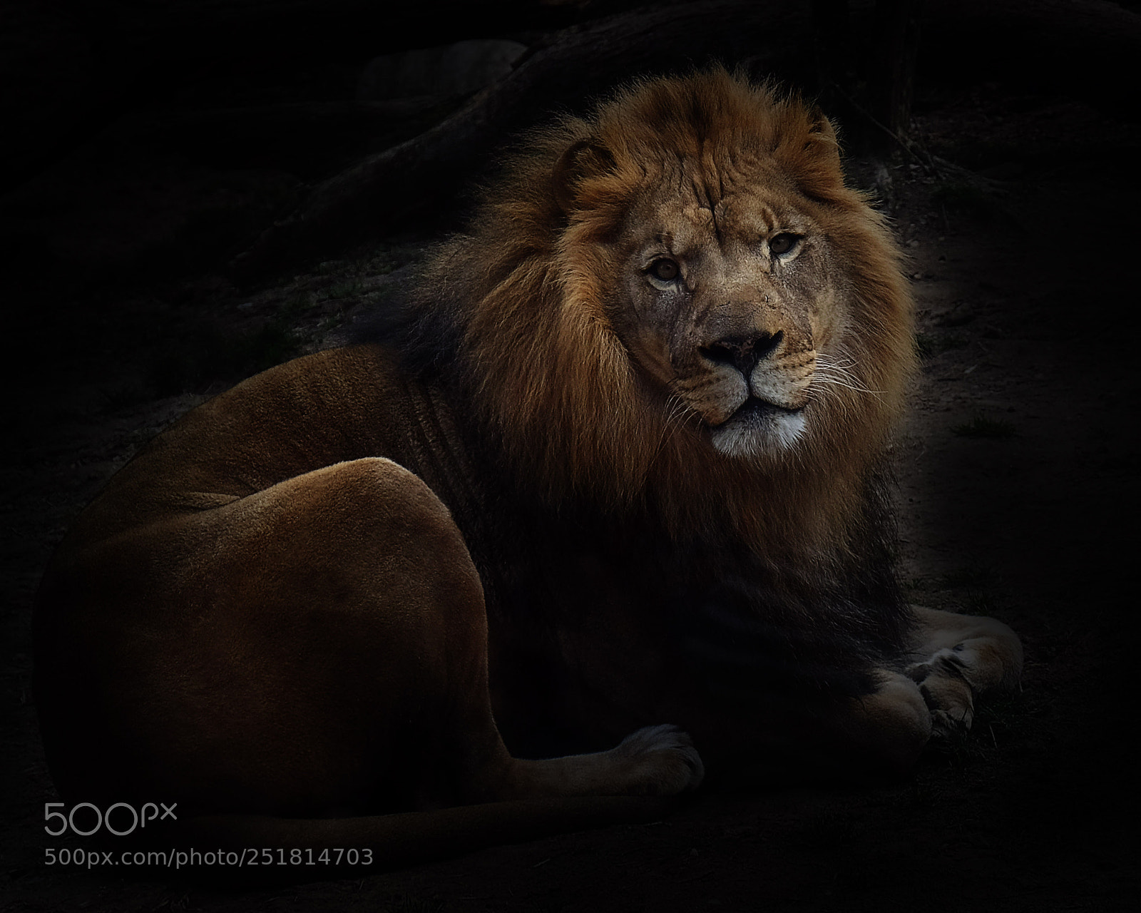 Fujifilm X-T20 sample photo. At the zoo photography