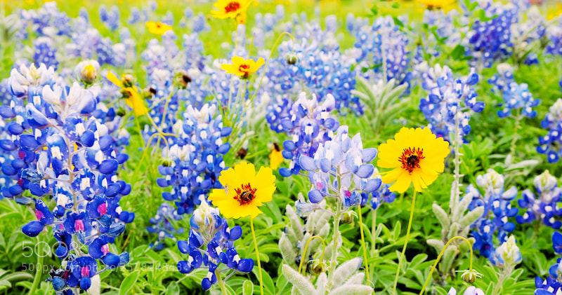 Fujifilm X-E2 sample photo. Secret world of texas photography
