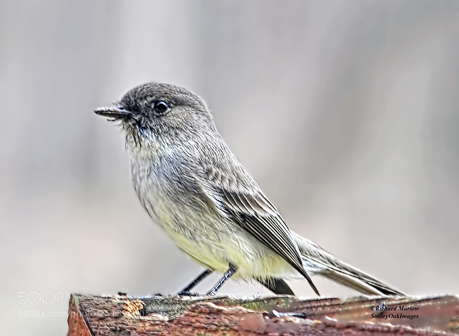Nikon D5000 sample photo. Bird on fence photography