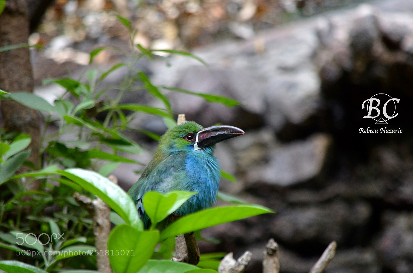 Nikon D5100 sample photo. Focused photography