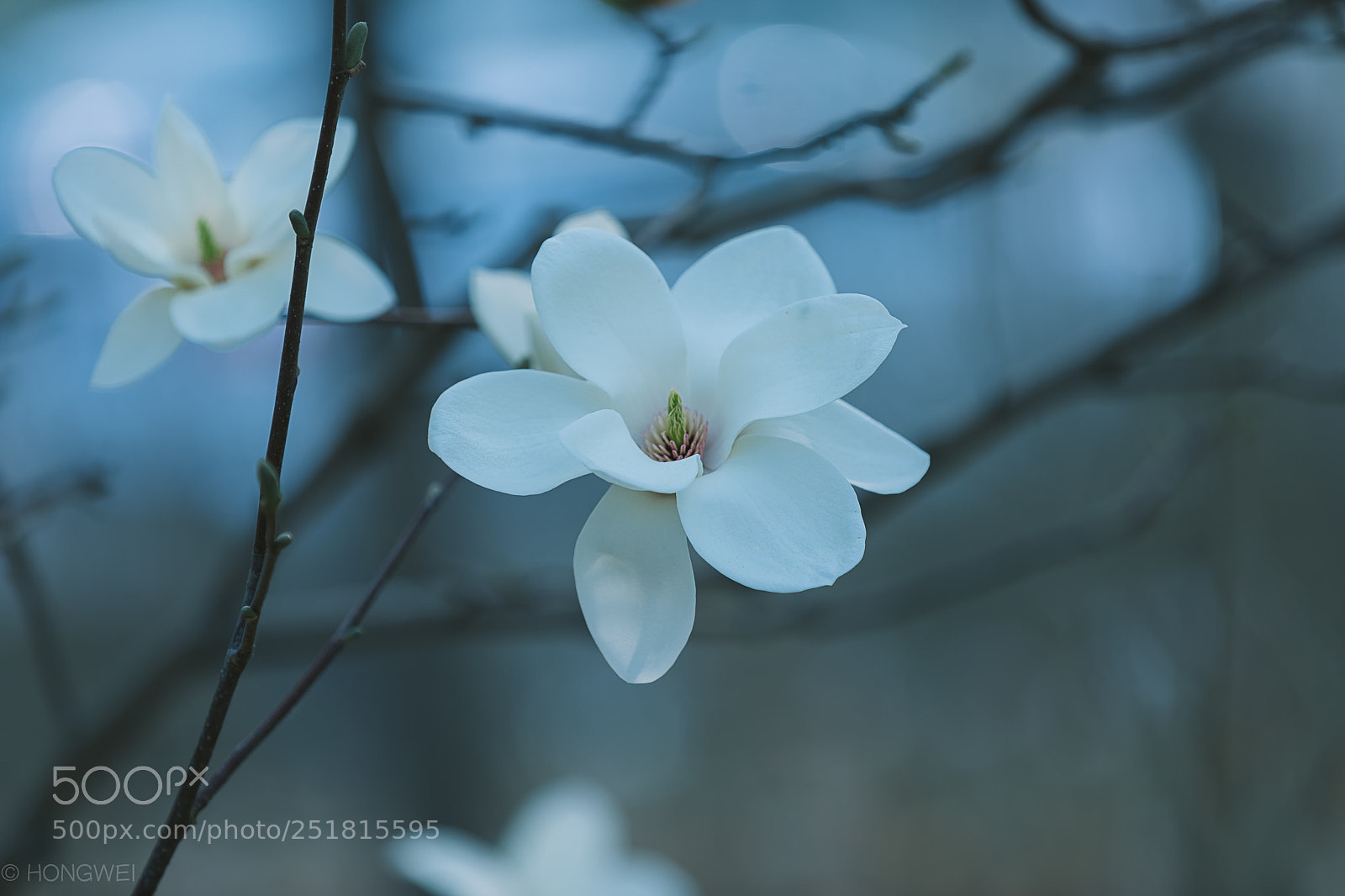 Canon EOS 5D Mark IV sample photo. Magnolia photography