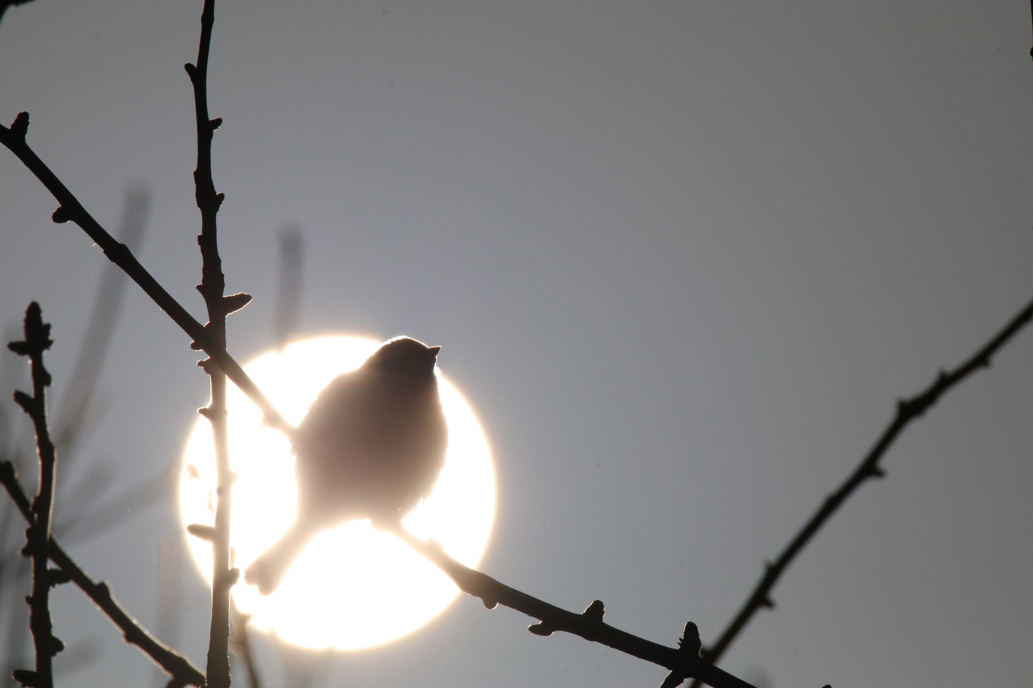 Tamron SP 150-600mm F5-6.3 Di VC USD sample photo. 初first photography
