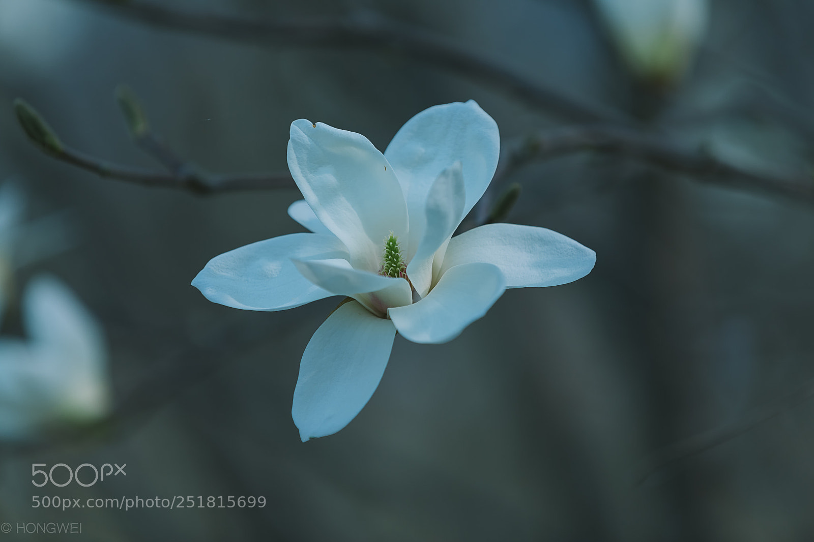 Canon EOS 5D Mark IV sample photo. Magnolia photography