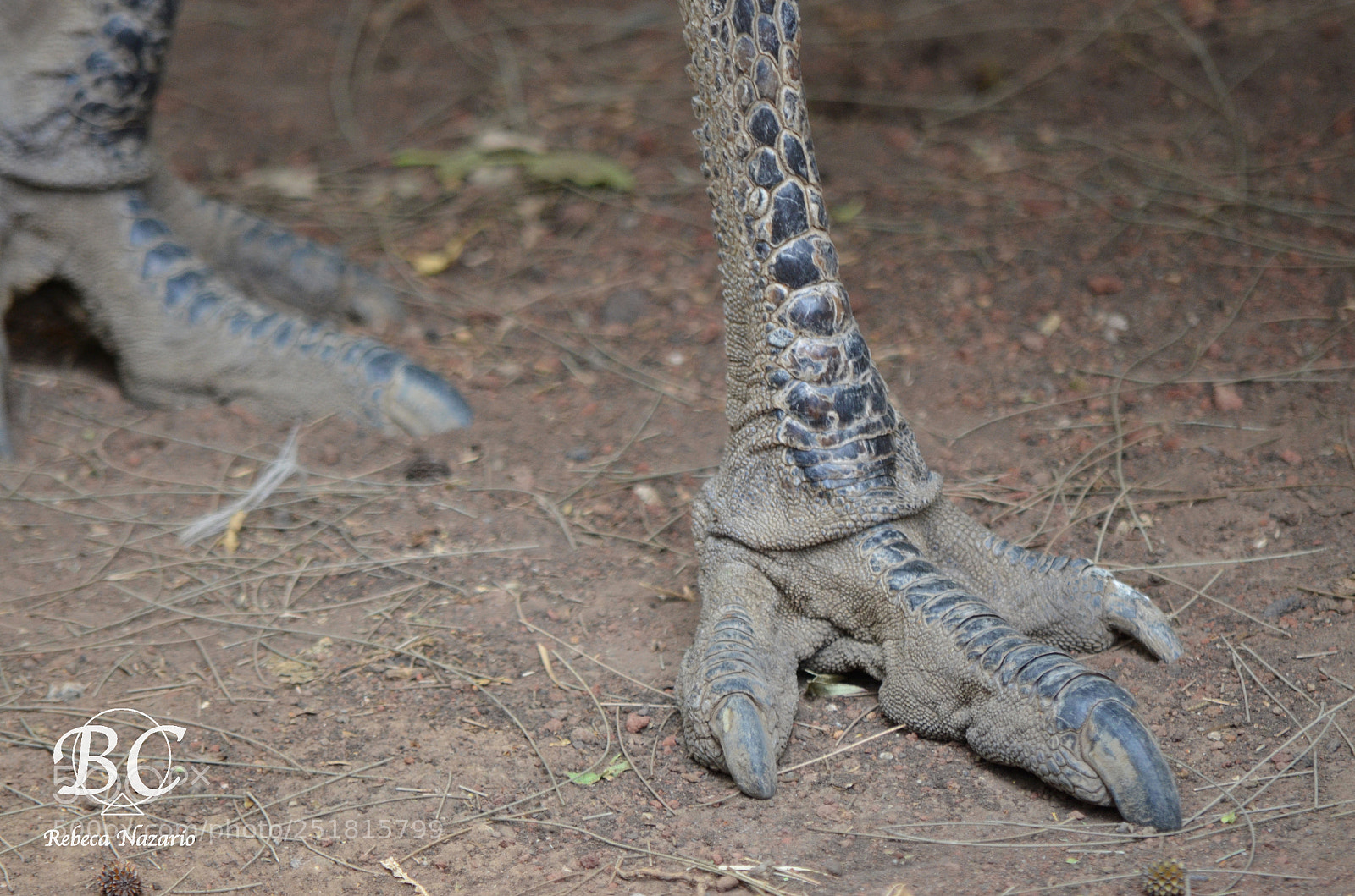 Nikon D5100 sample photo. Evolution photography