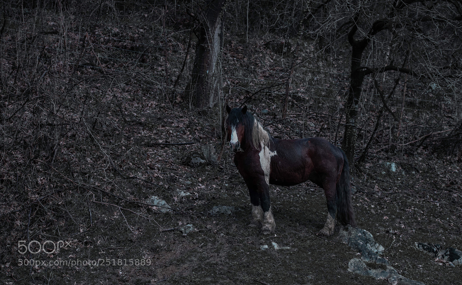 Canon EOS 5D Mark II sample photo. Untitled photography