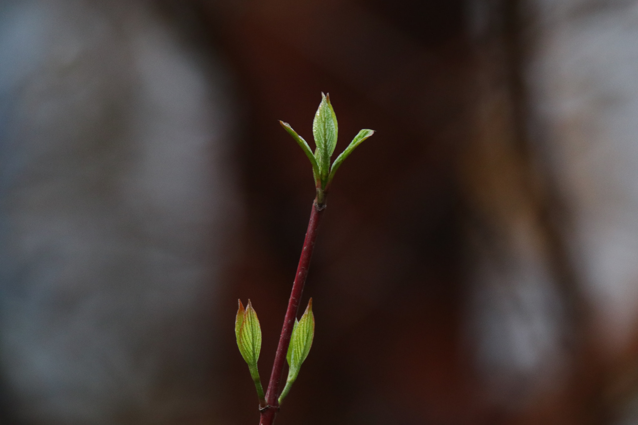 Tamron SP 150-600mm F5-6.3 Di VC USD sample photo. 春之叶young leaves of spring photography
