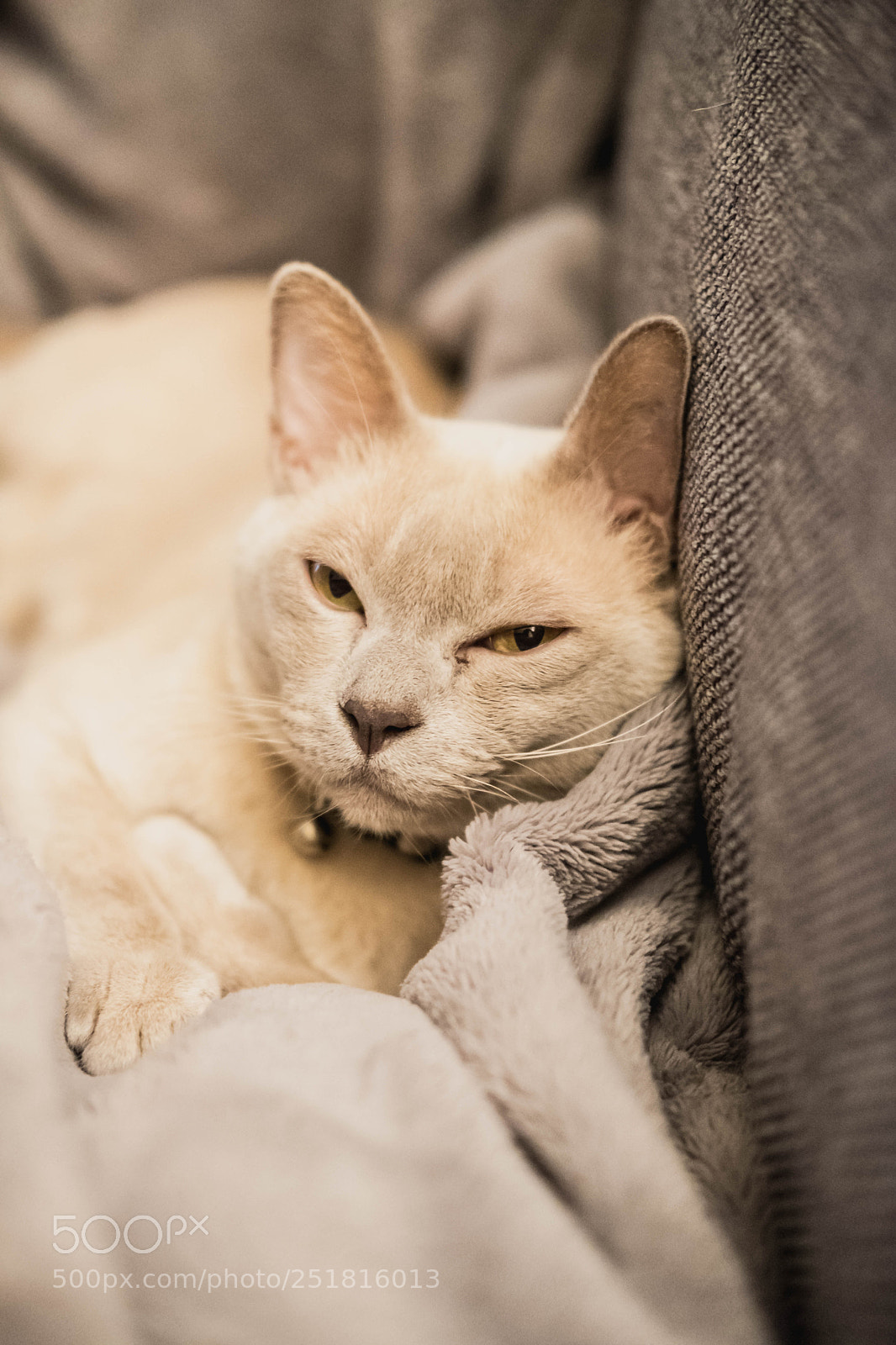 Fujifilm X-T2 sample photo. Relaxed cat photography
