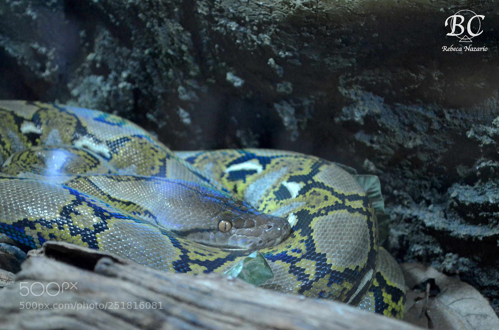 Nikon D5100 sample photo. Gamay photography