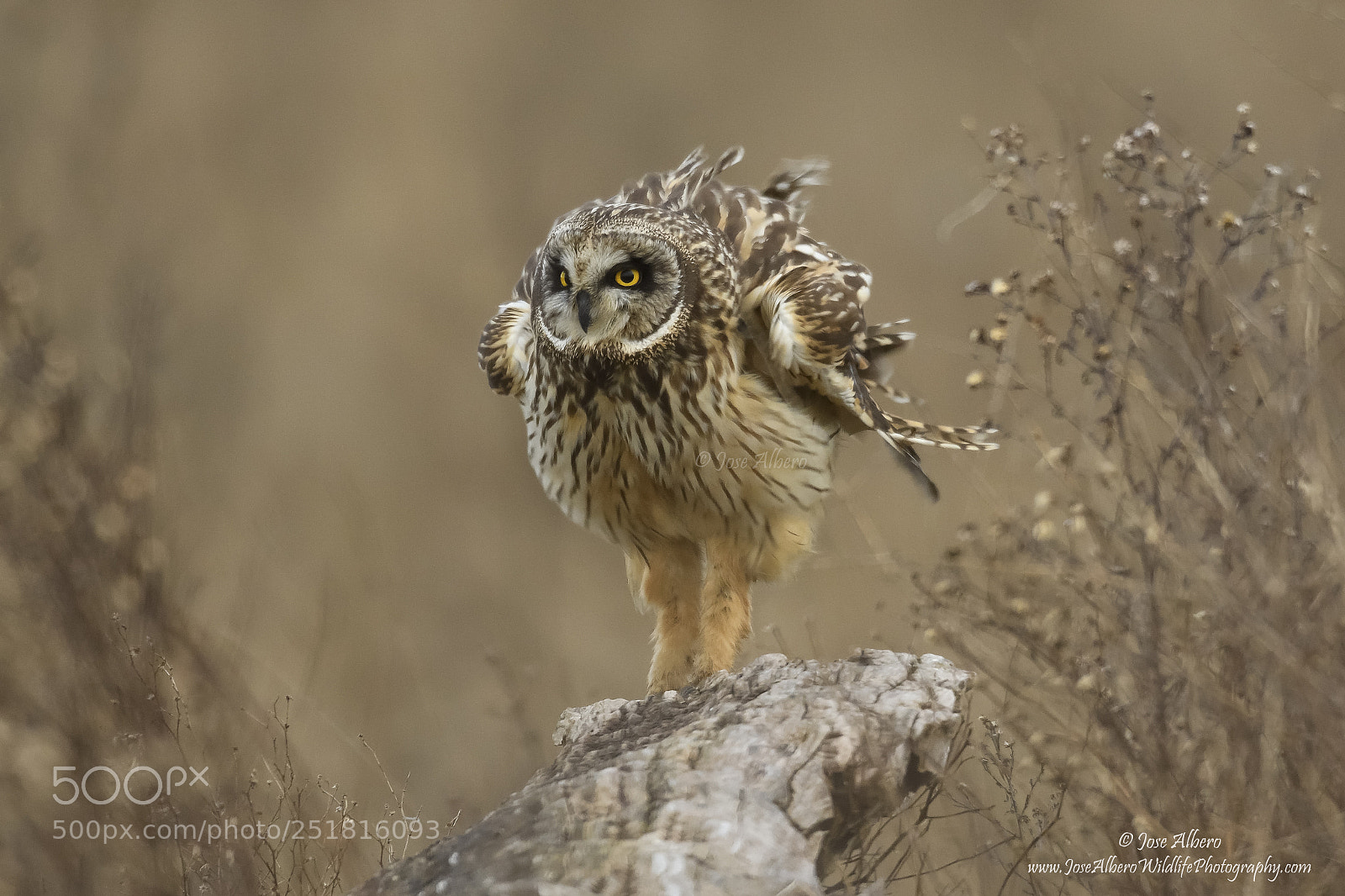 Nikon D500 sample photo. Short eared owl photography