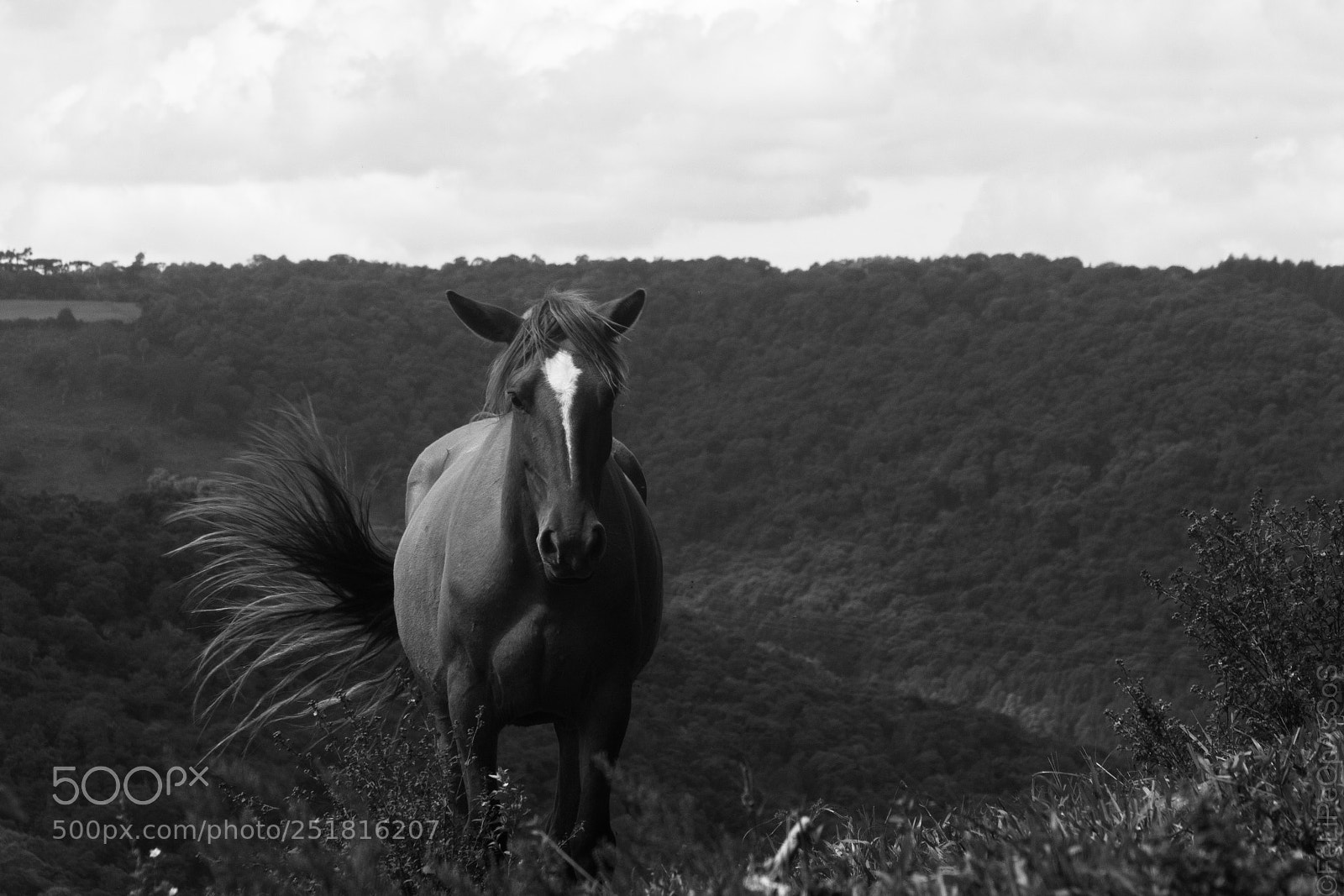 Canon EOS 60D sample photo. Cavalo desconhecido photography