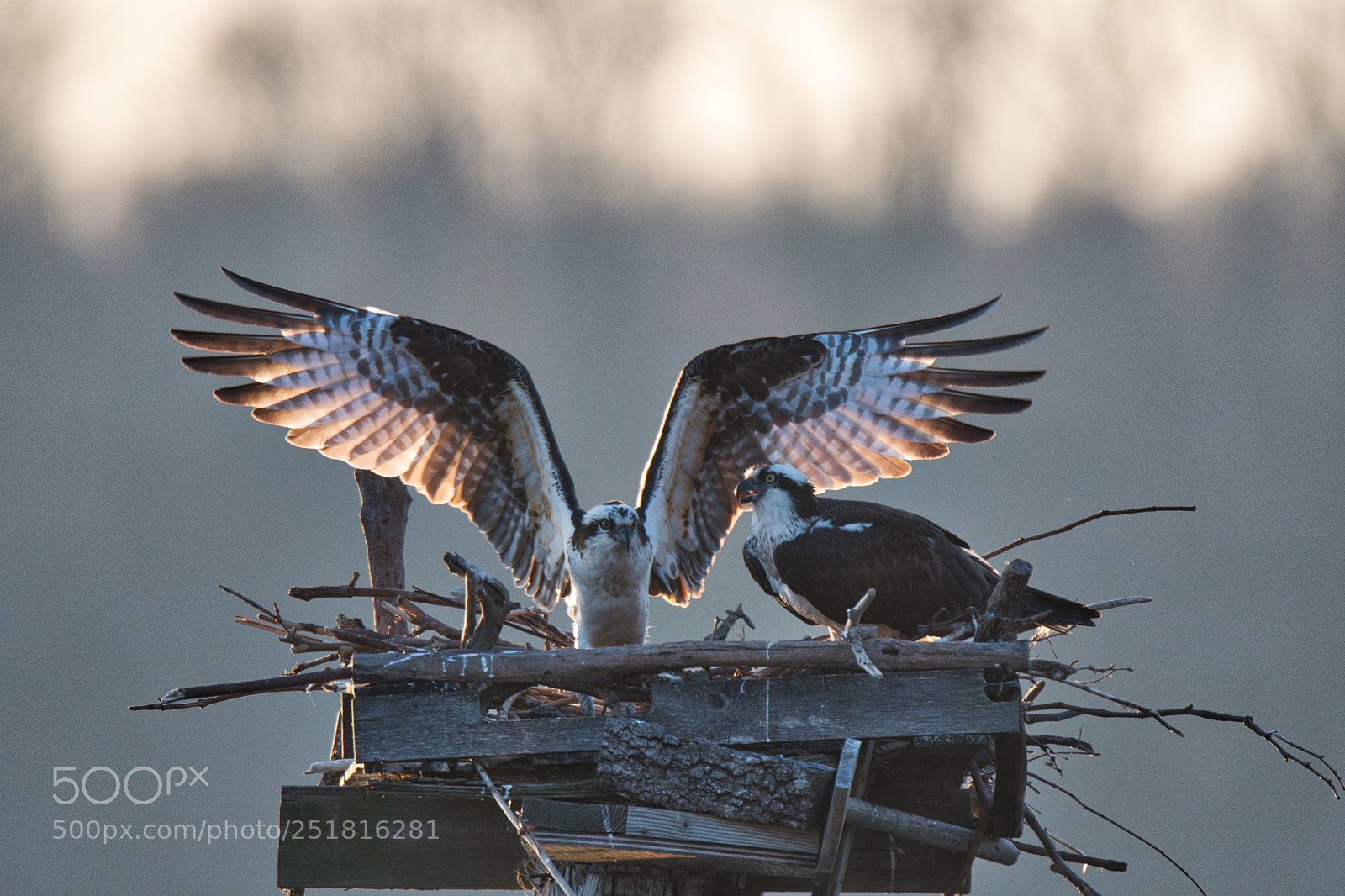 Nikon D500 sample photo. Spreading the wings photography