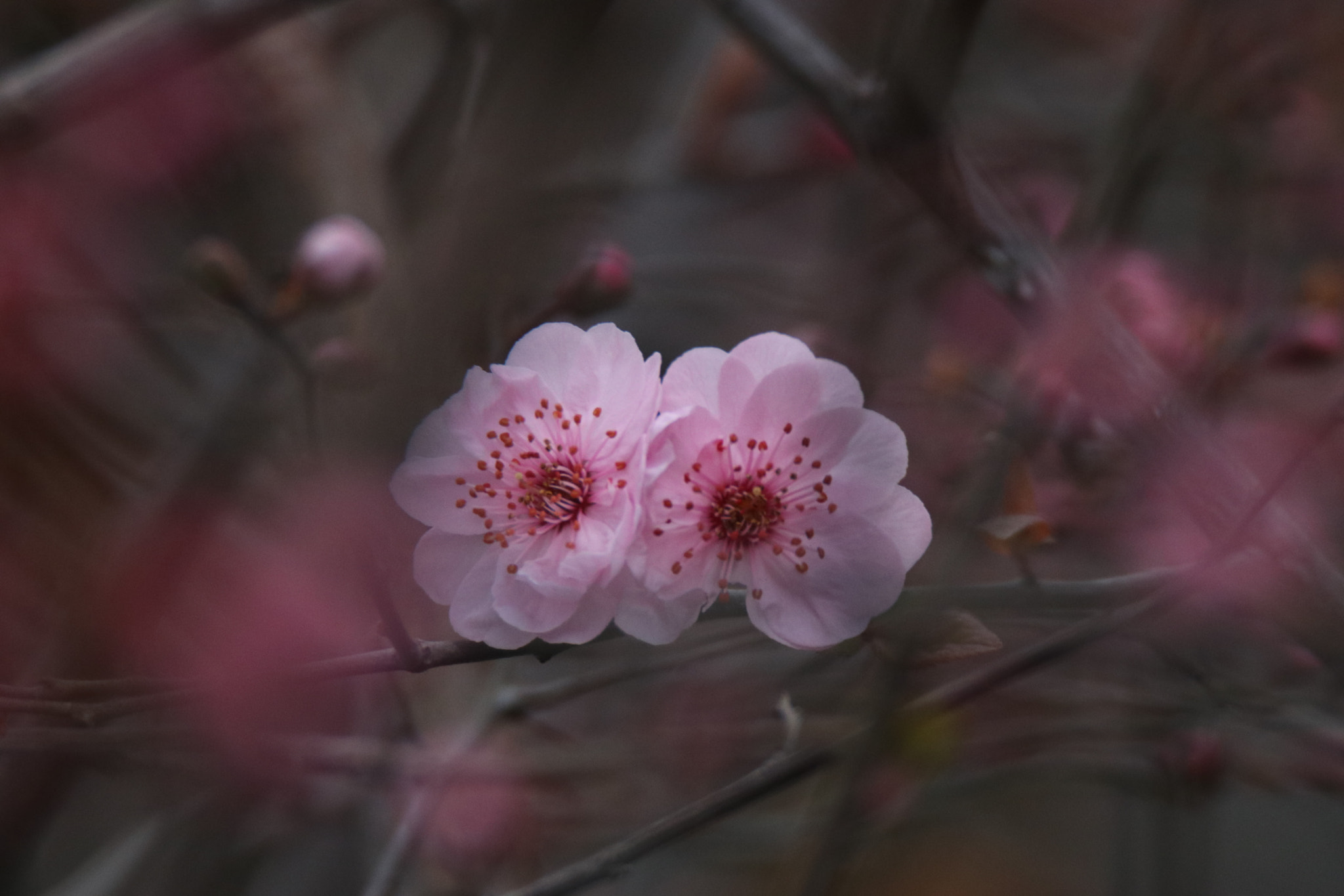 Tamron SP 150-600mm F5-6.3 Di VC USD sample photo. 花开富贵those flowers open photography