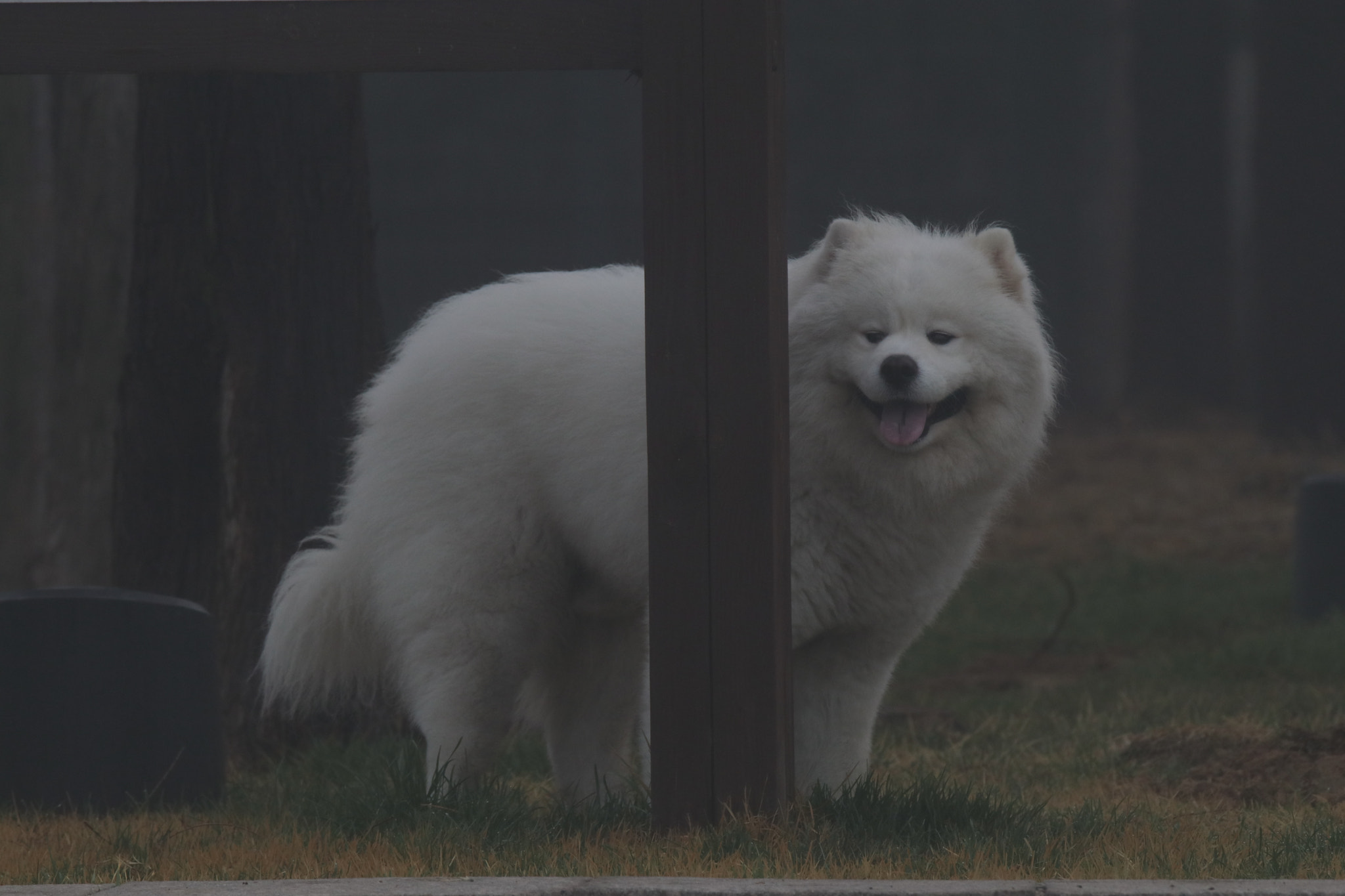 Tamron SP 150-600mm F5-6.3 Di VC USD sample photo. 捉迷藏hide-and-seek photography