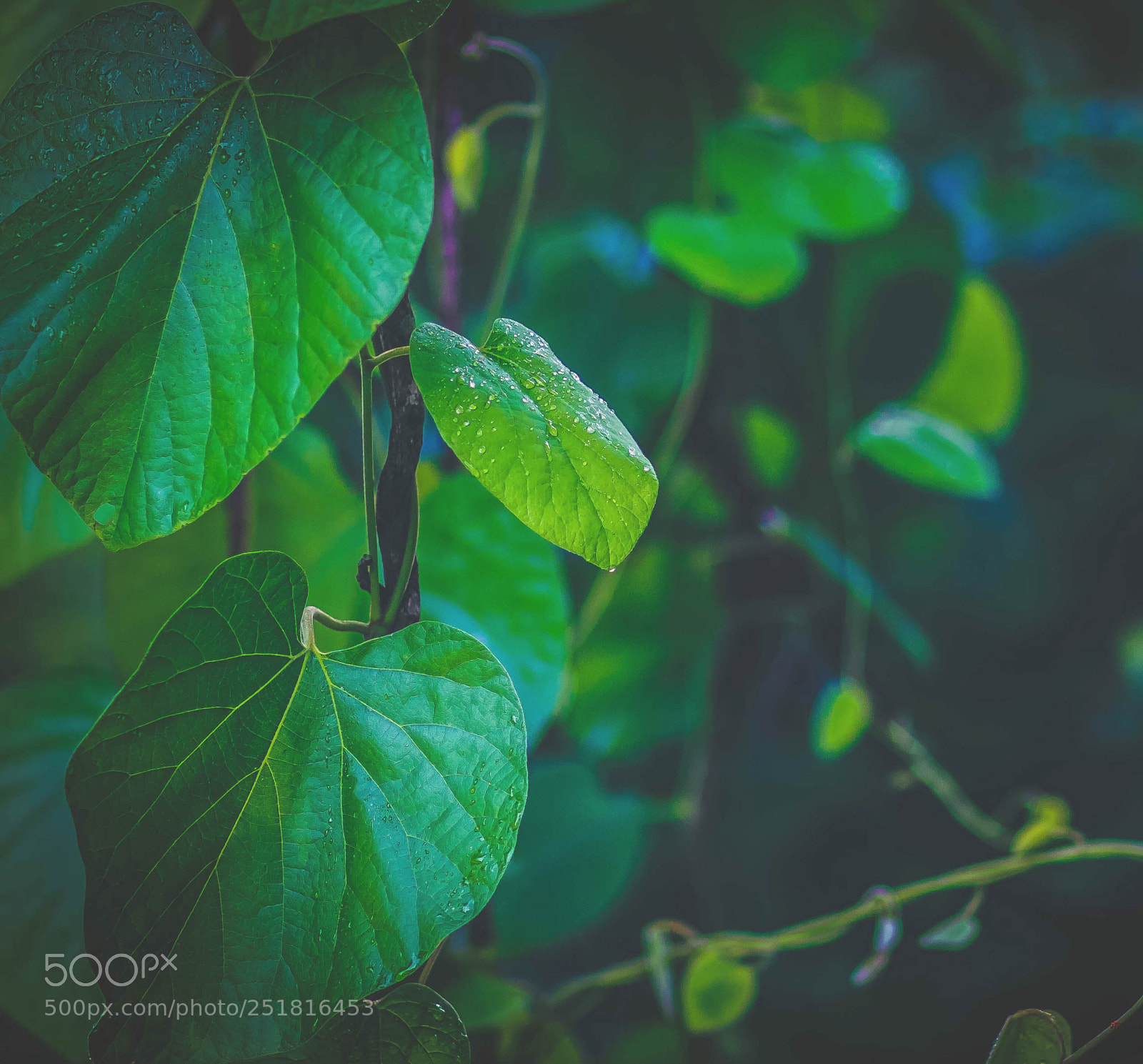 Canon EOS 70D sample photo. Beauty of nature and photography