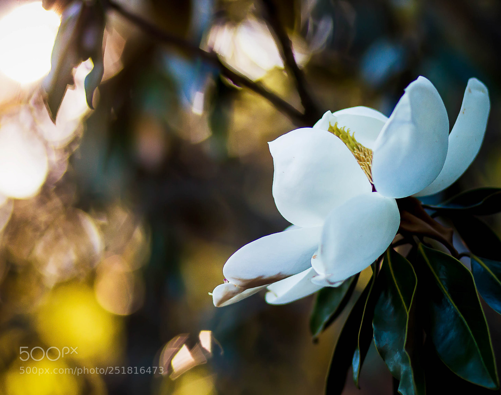 Canon EOS 70D sample photo. Beauty of nature and photography