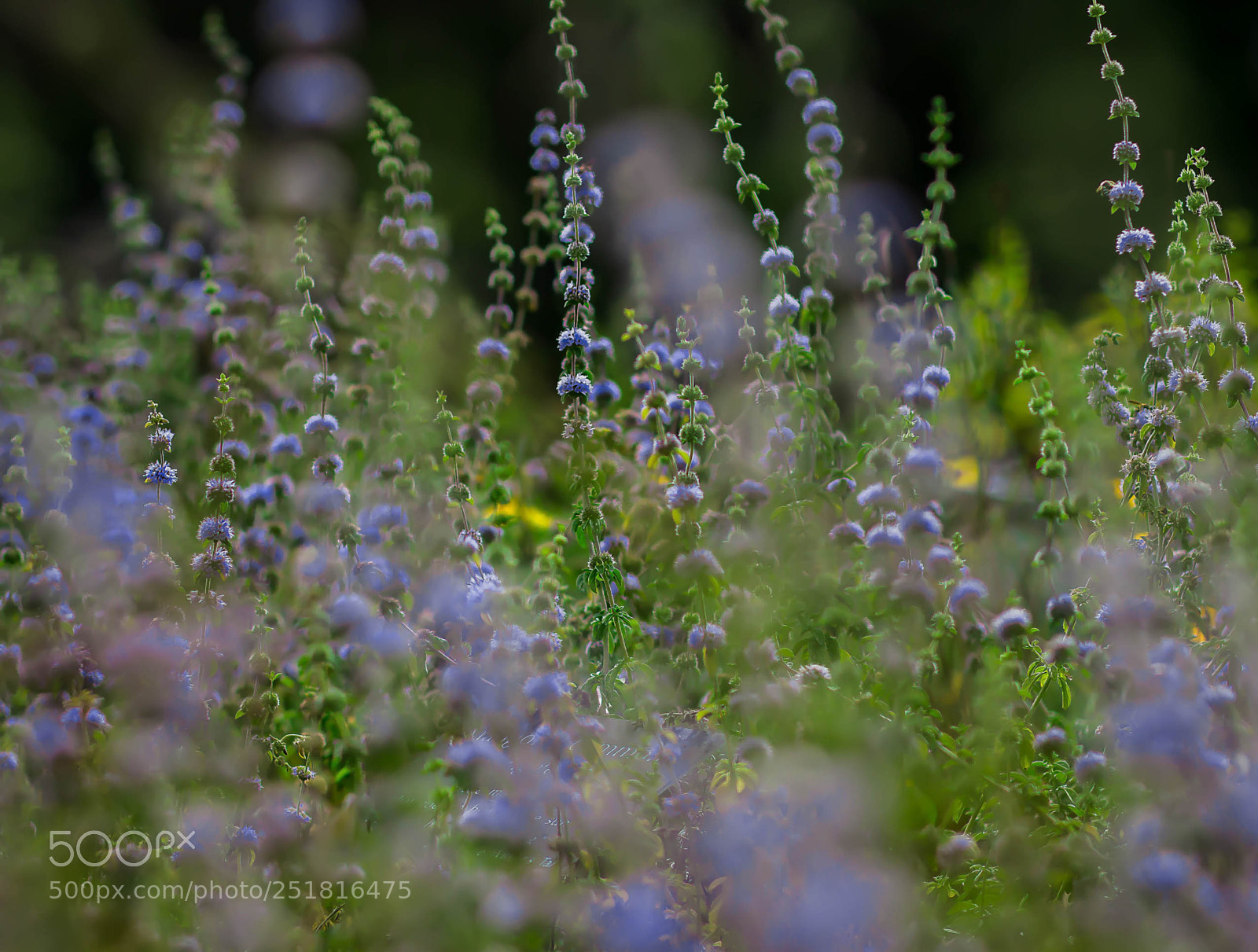 Canon EOS 70D sample photo. Beauty of nature and photography