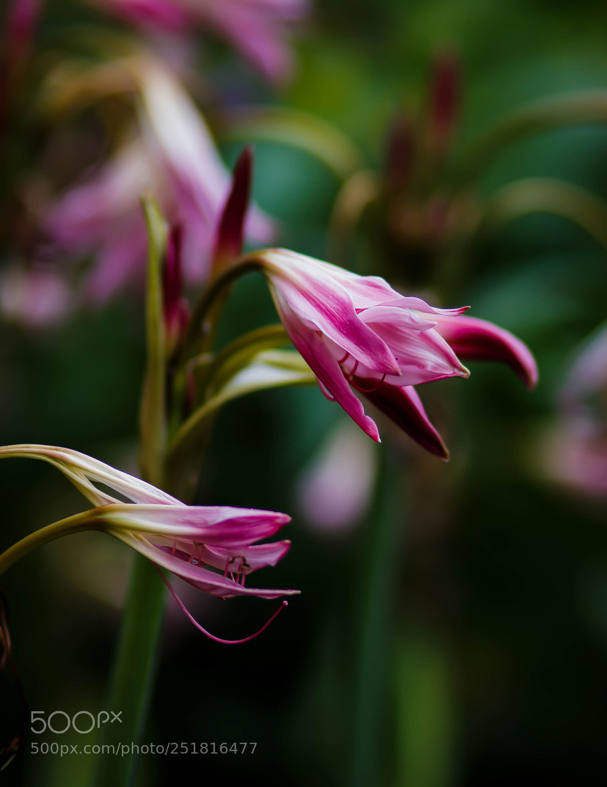 Canon EOS 70D sample photo. Beauty of nature and photography