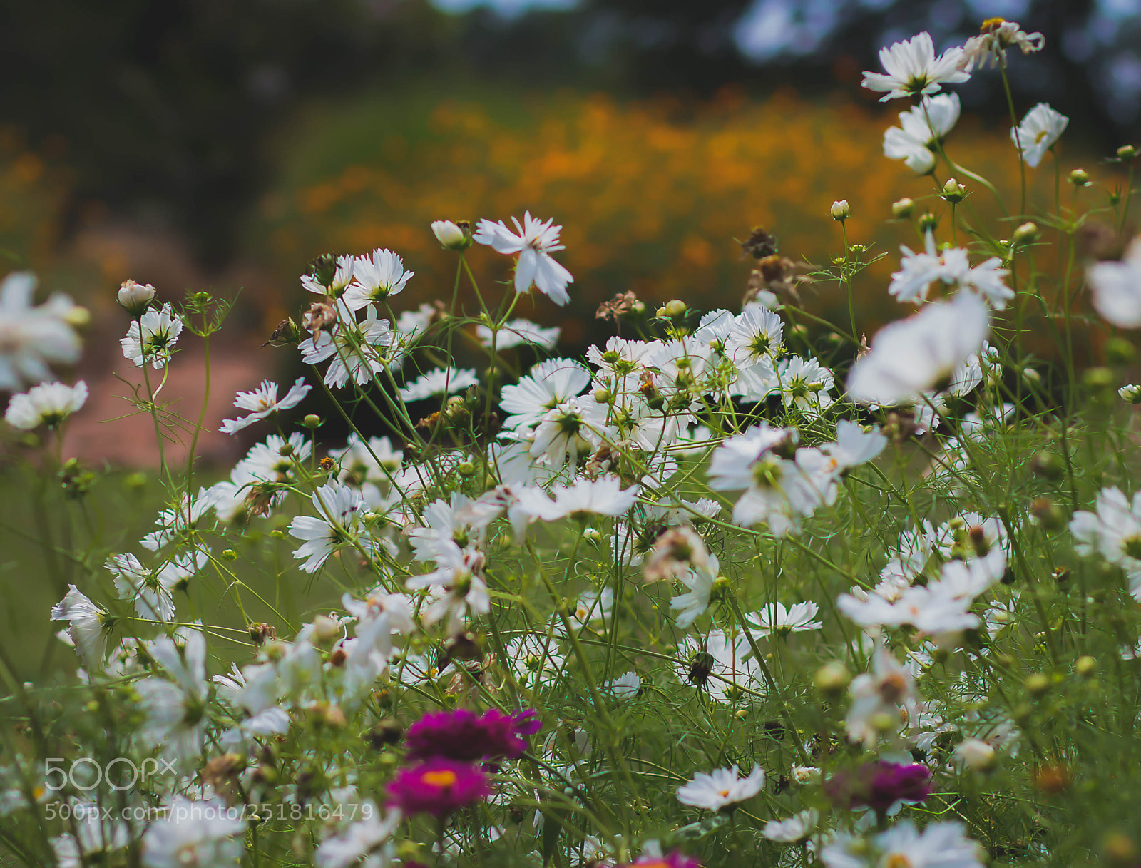 Canon EOS 70D sample photo. Beauty of nature and photography
