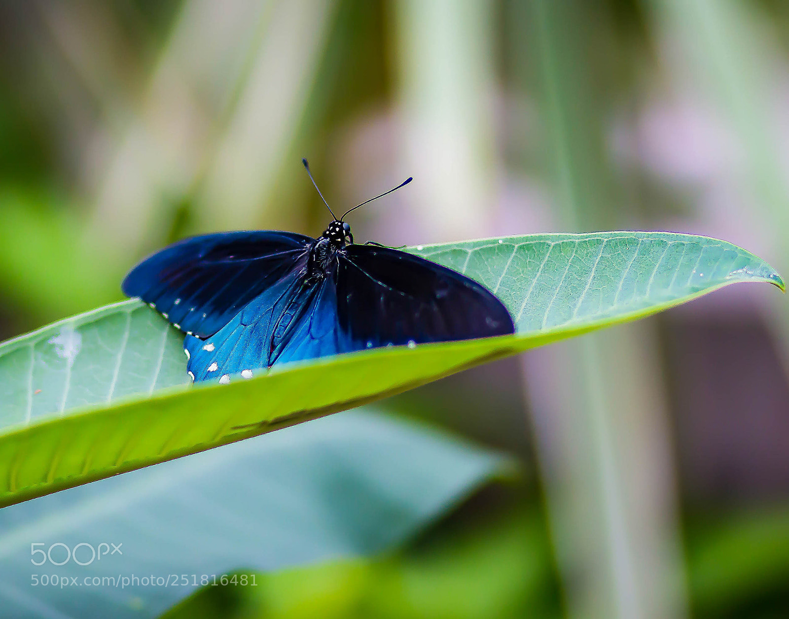 Canon EOS 70D sample photo. Beauty of nature and photography