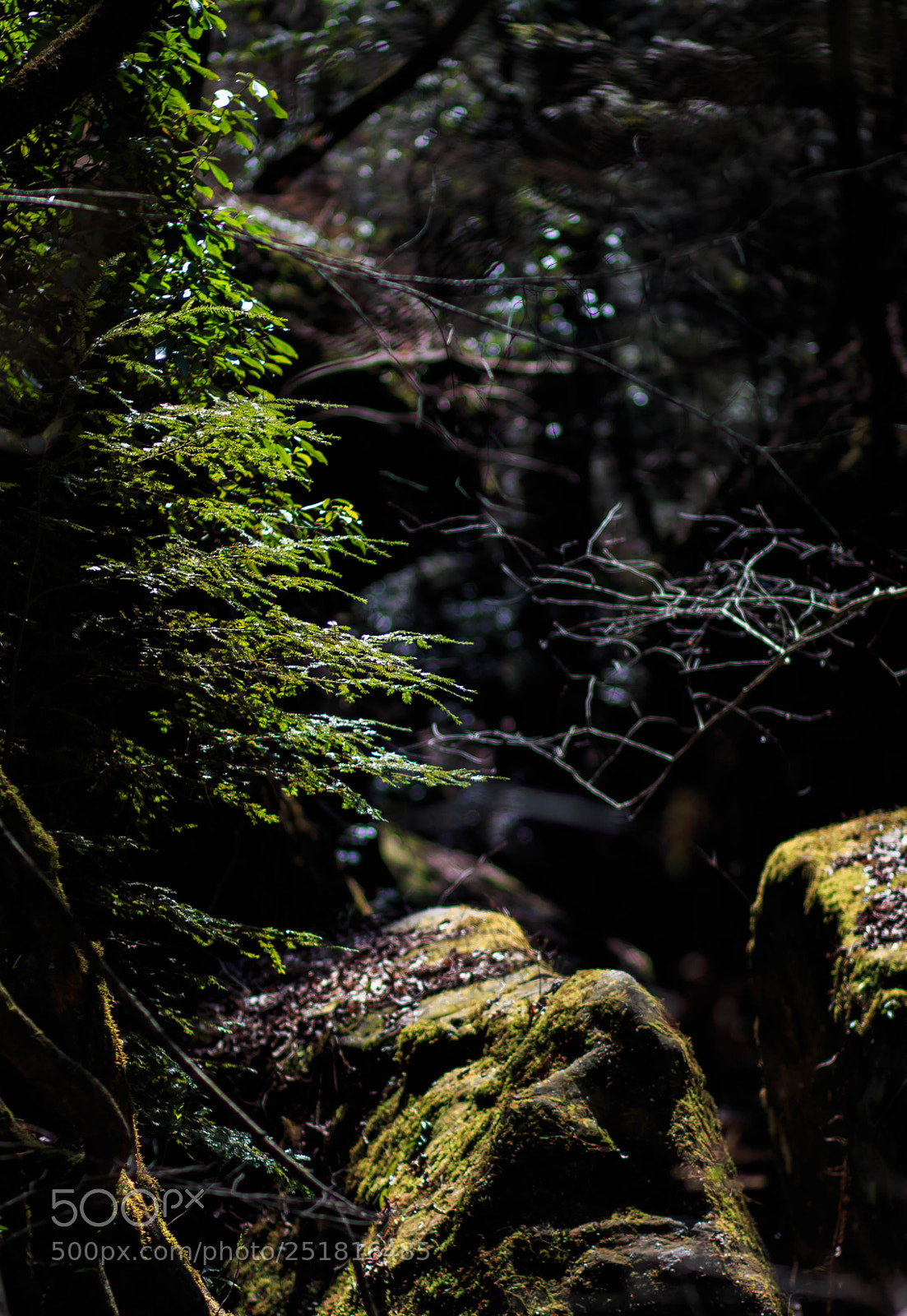 Canon EOS 70D sample photo. Beauty of nature and photography