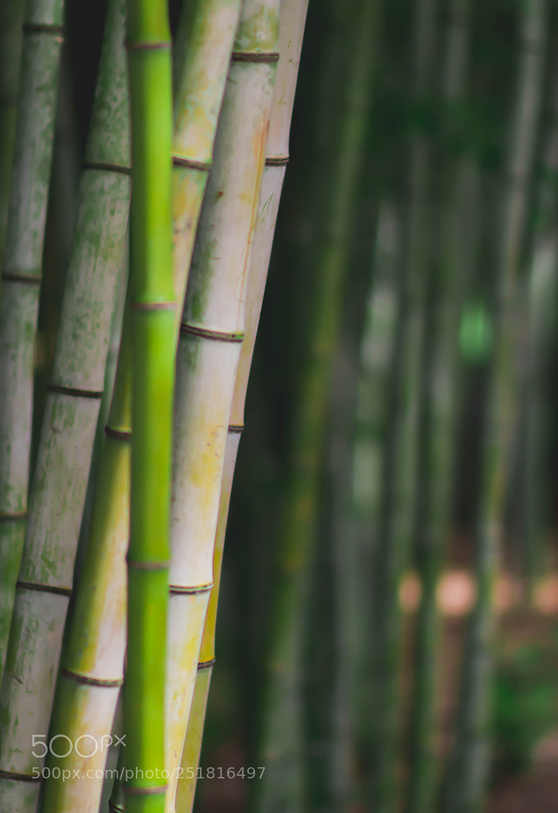 Canon EOS 70D sample photo. Beauty of nature and photography