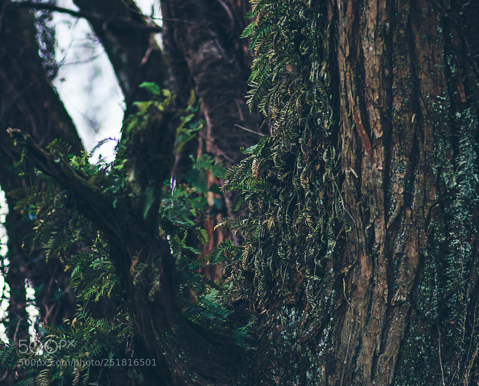 Canon EOS 70D sample photo. Beauty of nature and photography