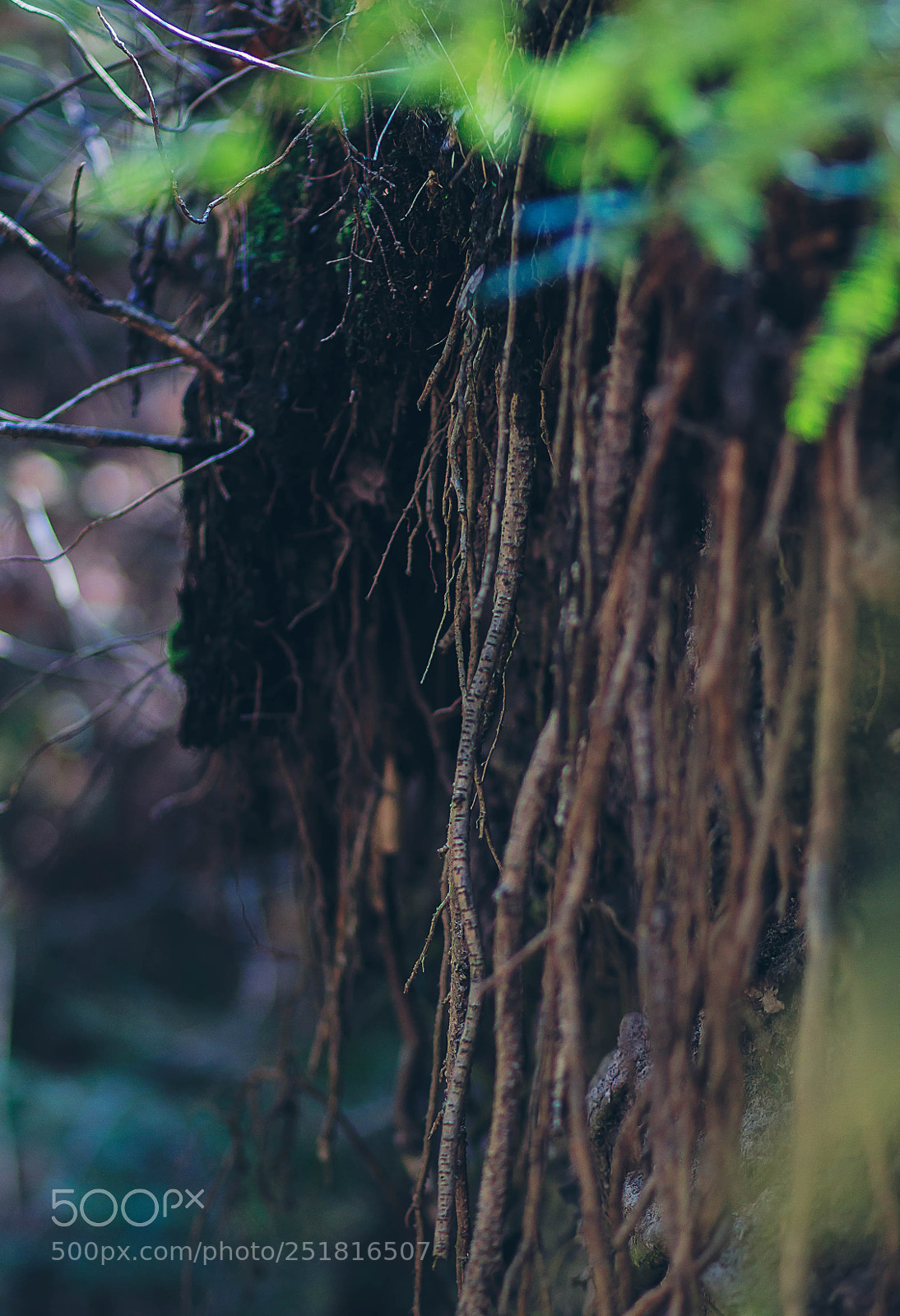 Canon EOS 70D sample photo. Beauty of nature and photography