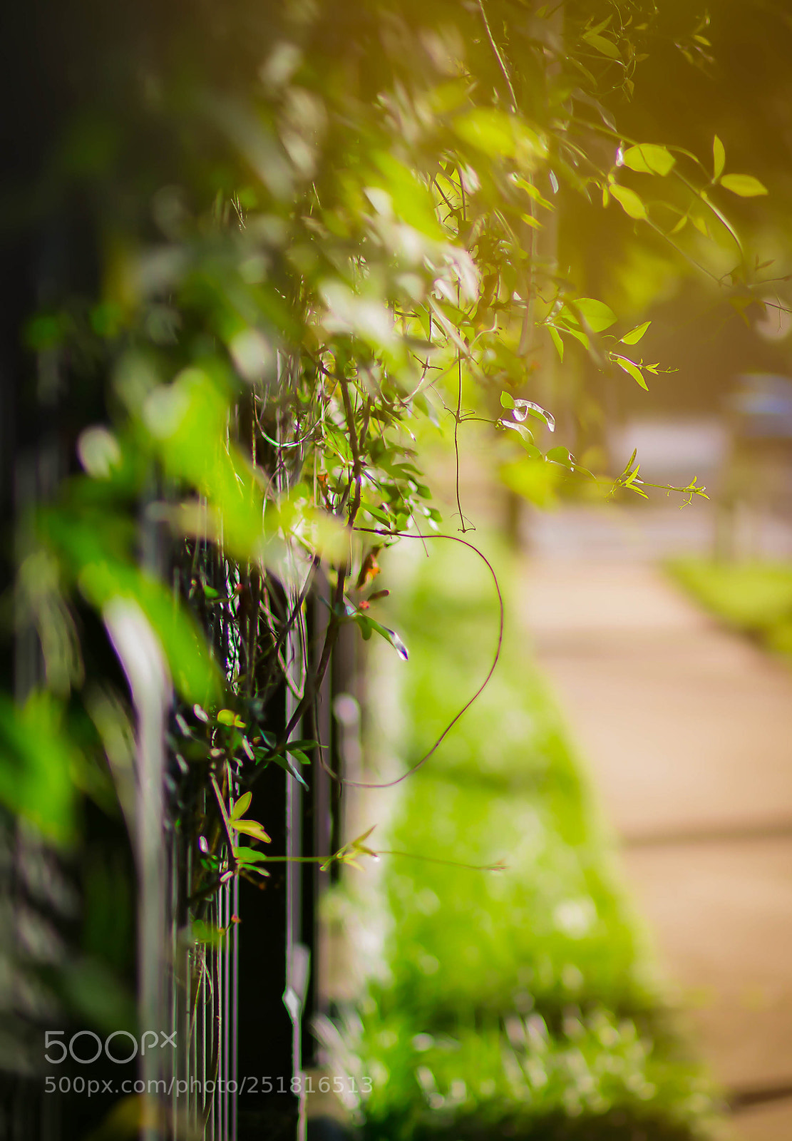 Canon EOS 70D sample photo. Beauty of nature and photography