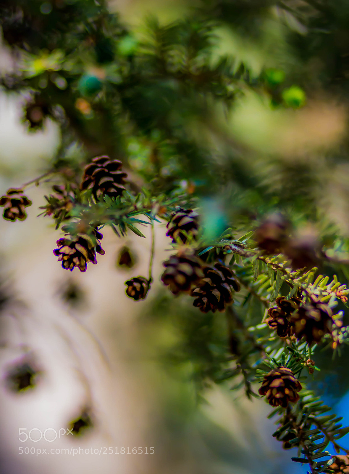 Canon EOS 70D sample photo. Beautiful of nature and photography