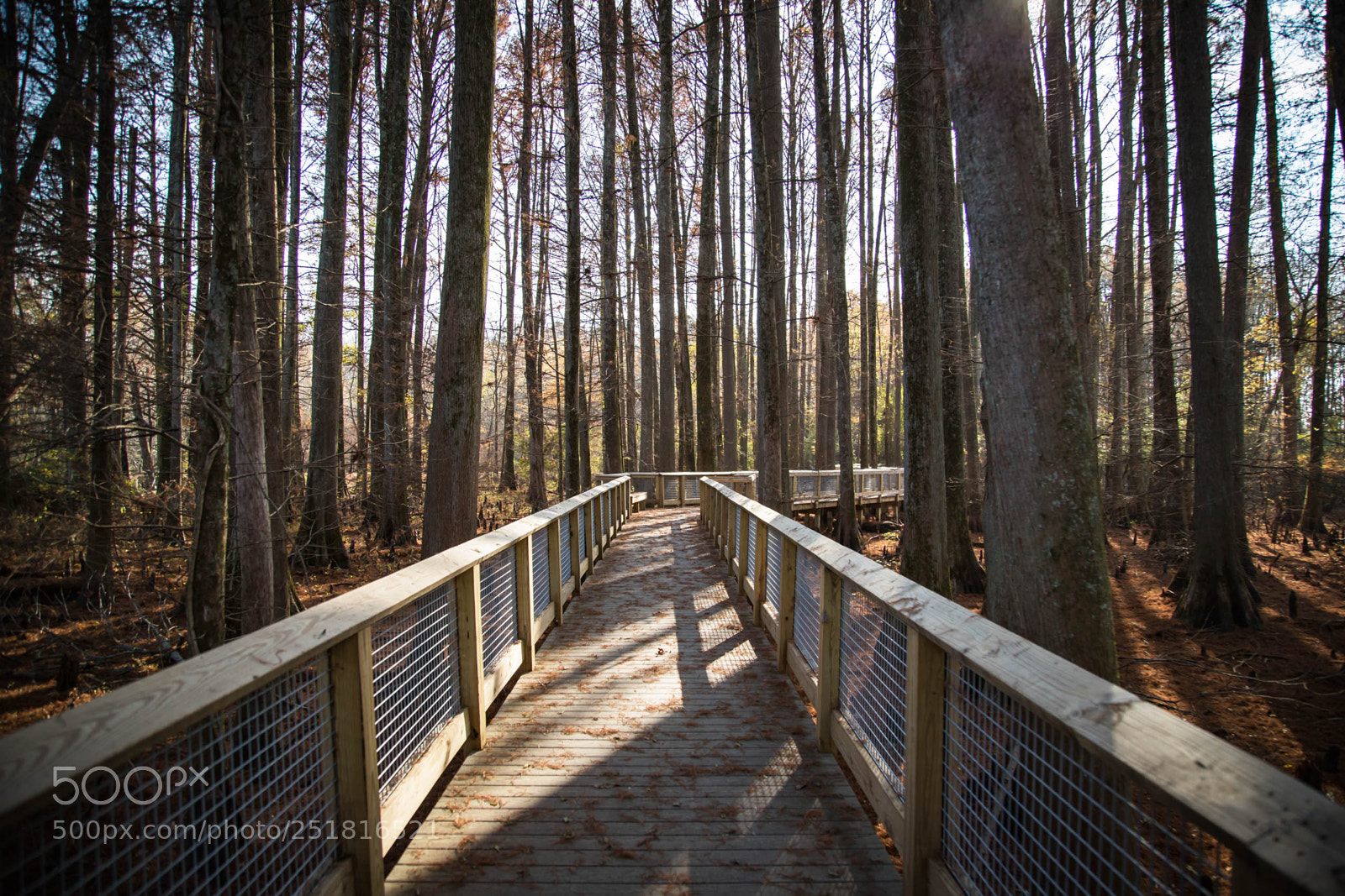 Canon EOS 6D Mark II sample photo. Beauty of nature and photography