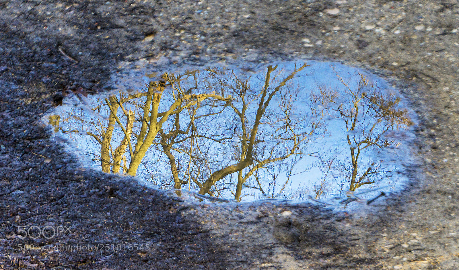 Sony a6000 sample photo. Reflection trees photography