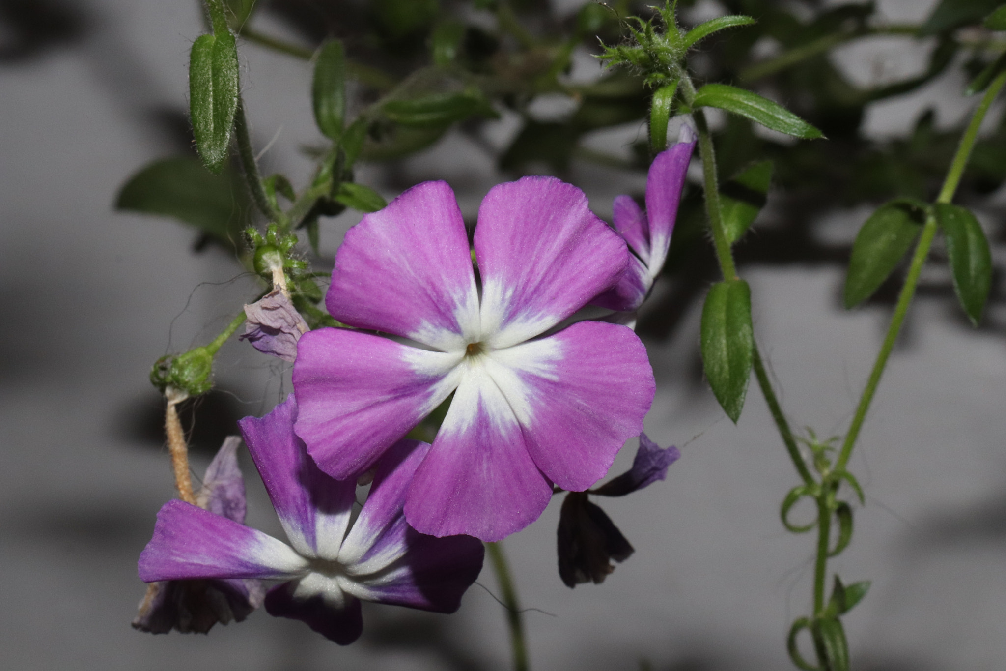 Canon EOS 800D (EOS Rebel T7i / EOS Kiss X9i) sample photo. Landscapes photography