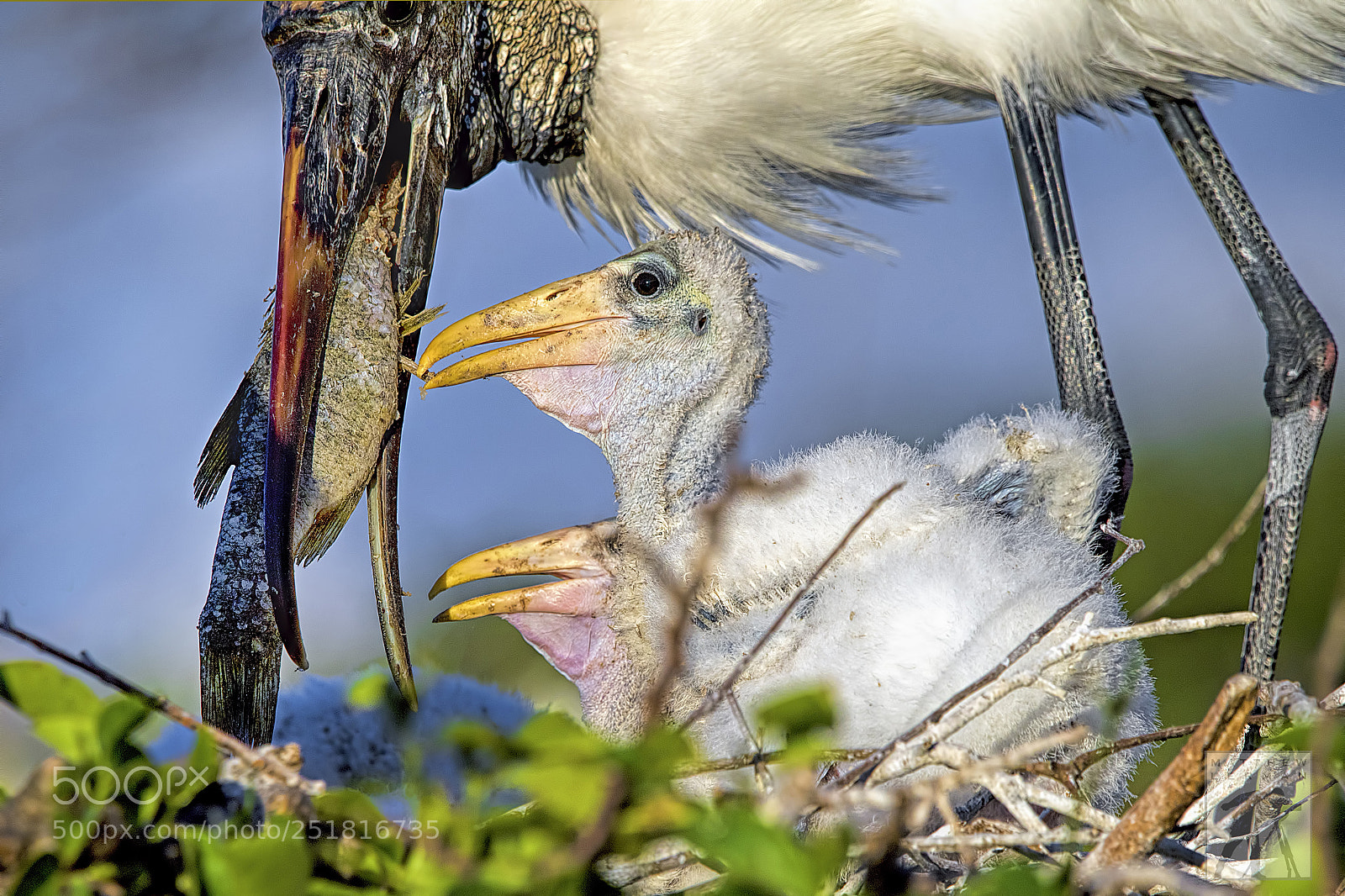 Nikon D810 sample photo. Feeding chick 1741 photography