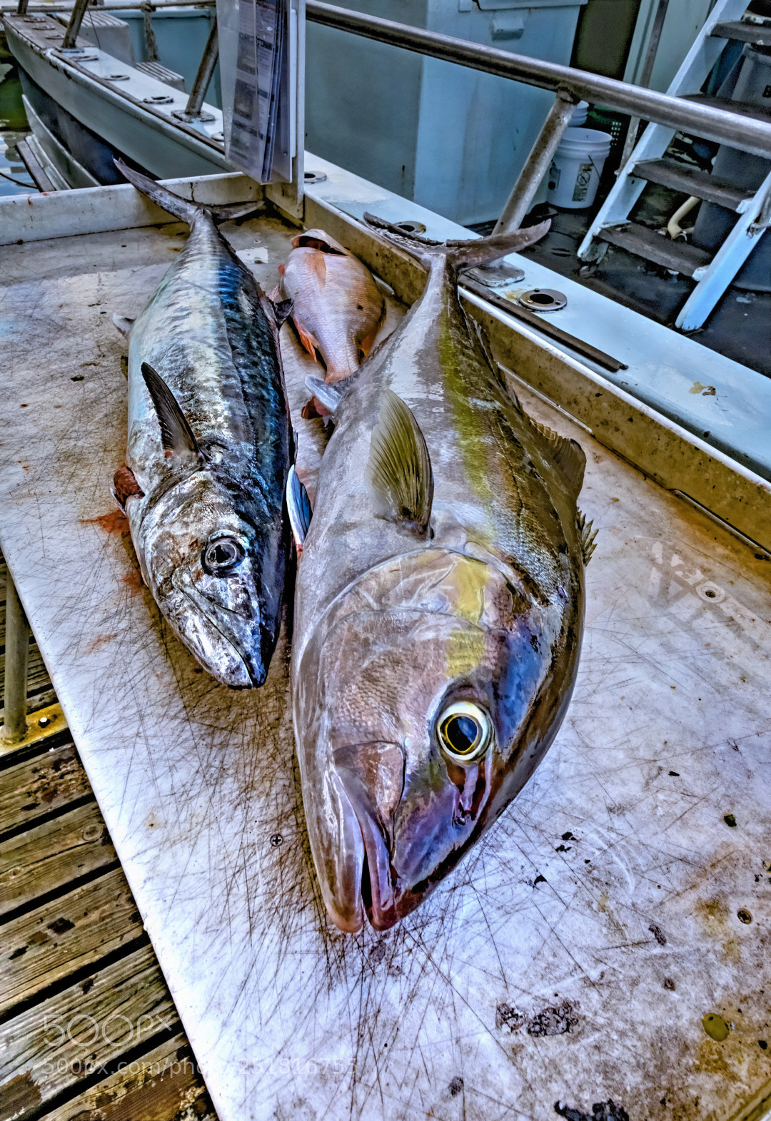 Fujifilm X-T1 sample photo. The catch photography