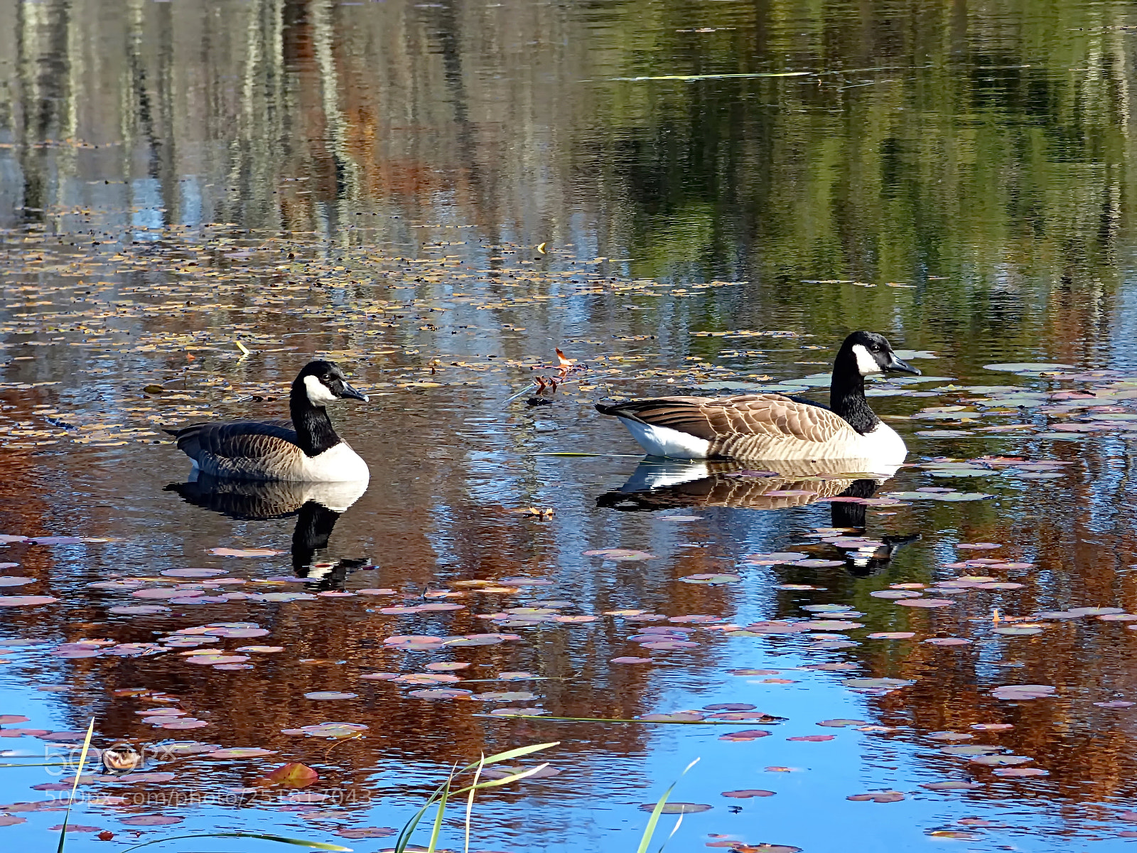 Panasonic Lumix DMC-FZ70 sample photo. Canada geese floating on photography