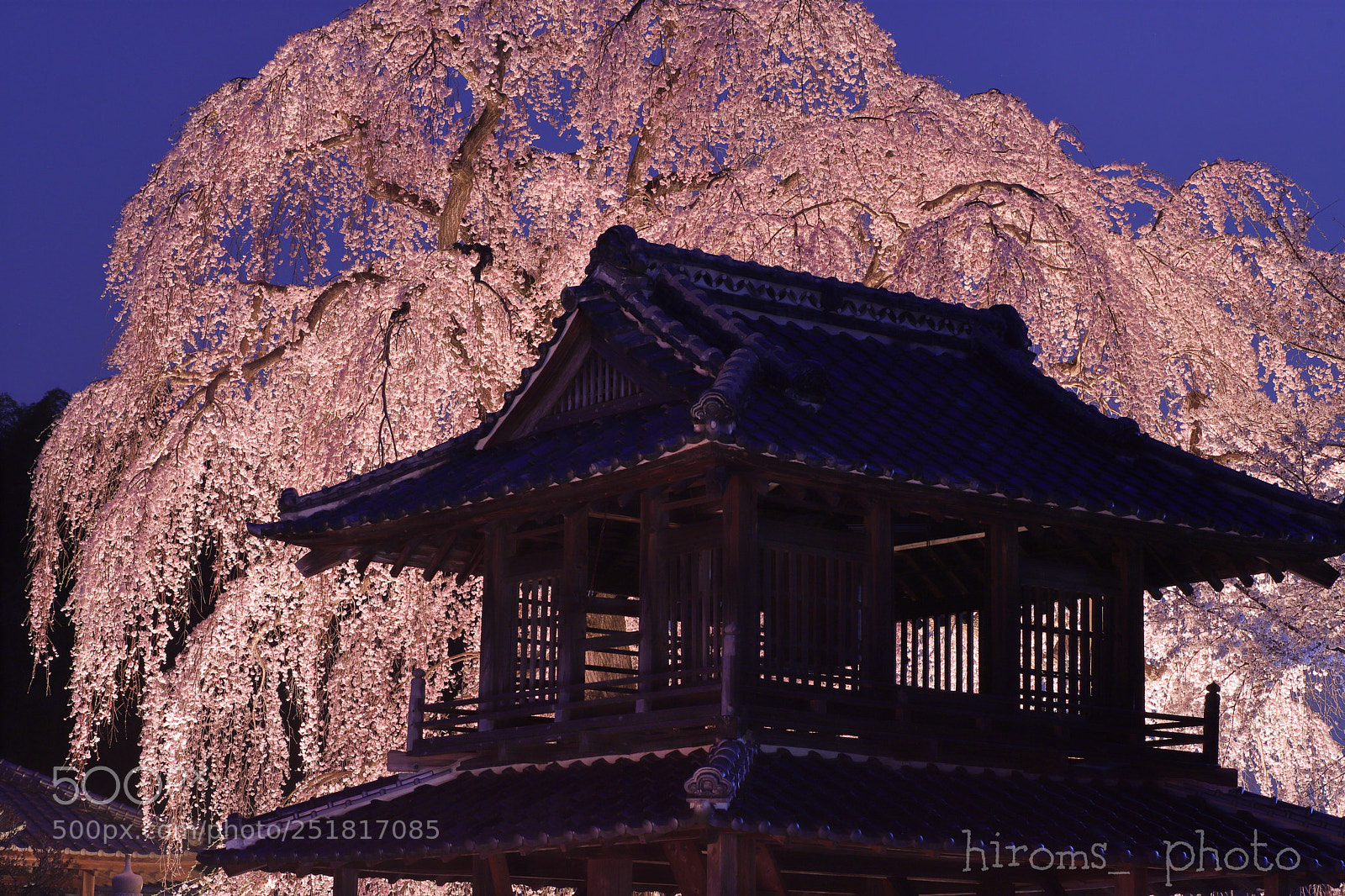 Canon EOS 6D Mark II sample photo. Buddy cherry blossoms at photography