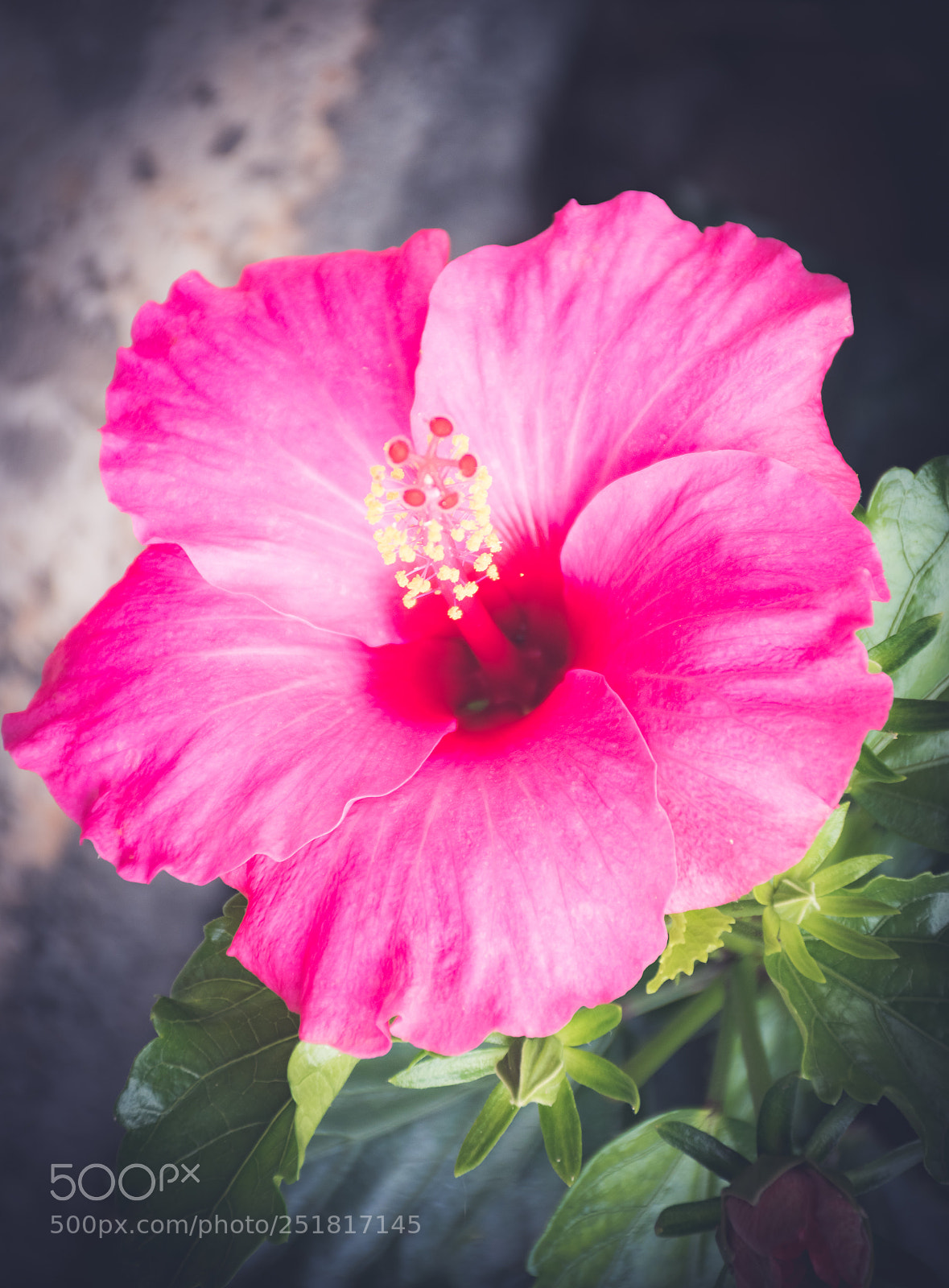 Nikon D5500 sample photo. Flower photography