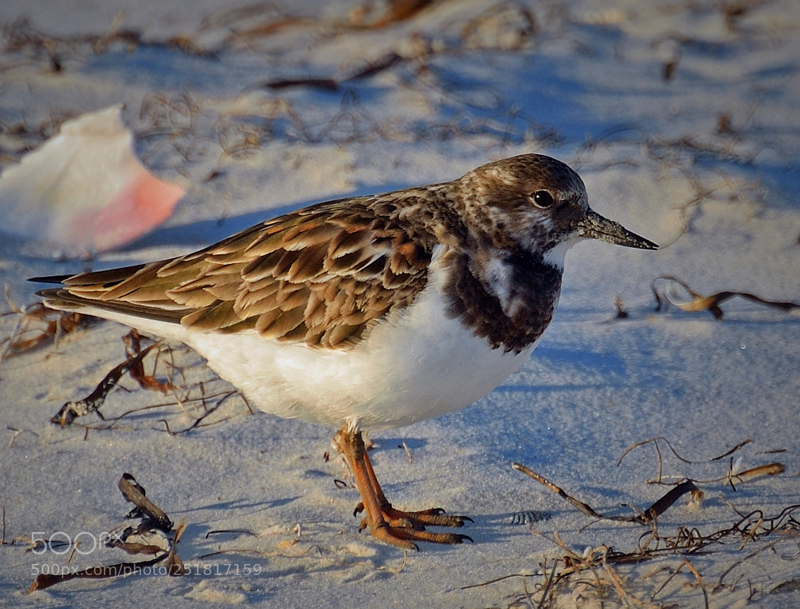 Nikon D7000 sample photo. Little fellow in the photography